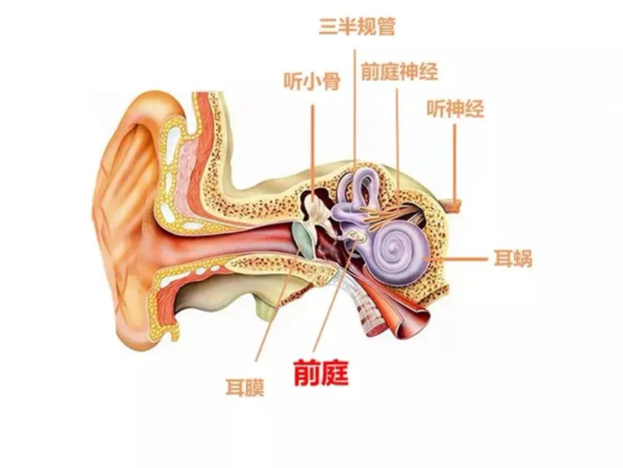 前庭沟位置图片