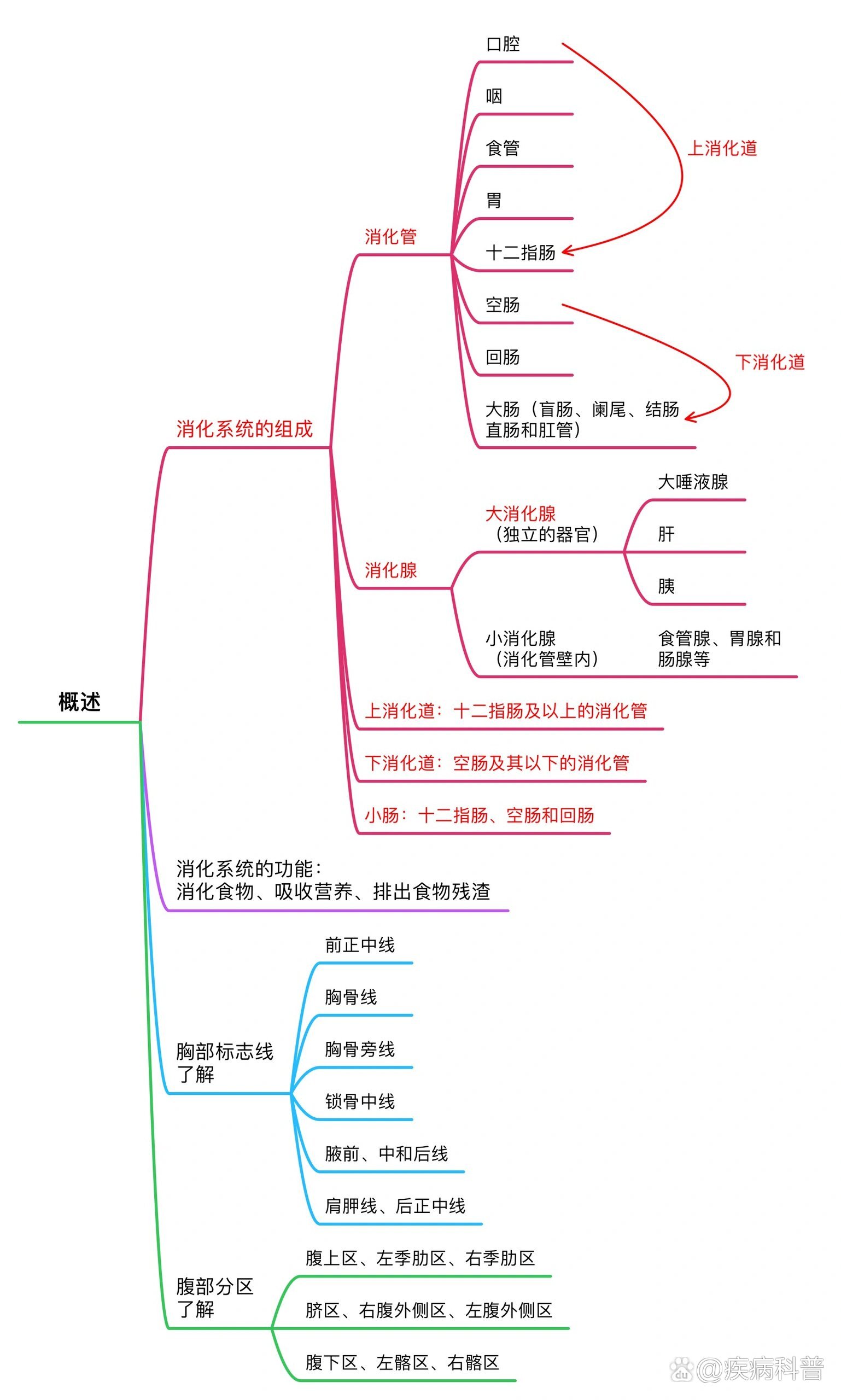 消化腺思维导图高清图片