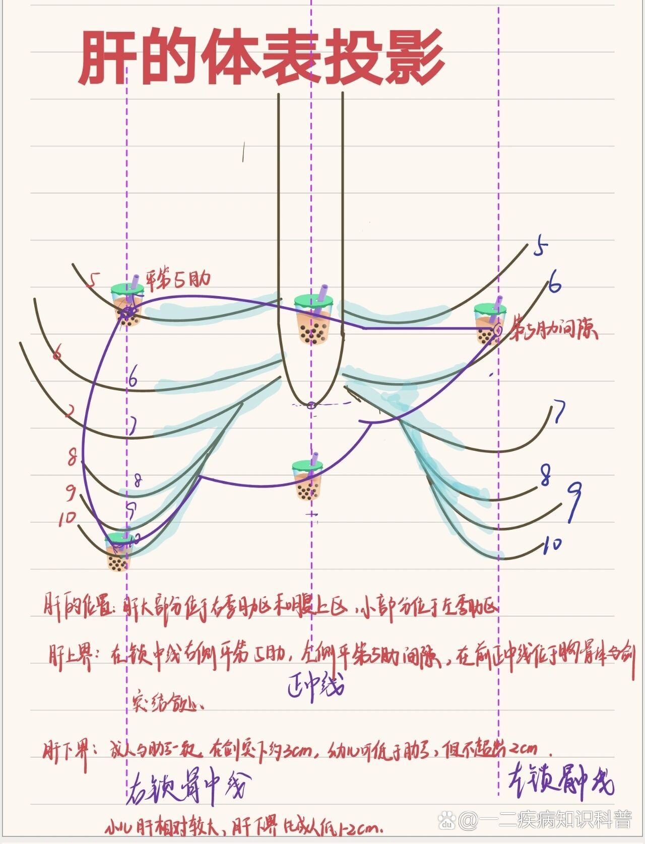 各器官体表投影表格图片