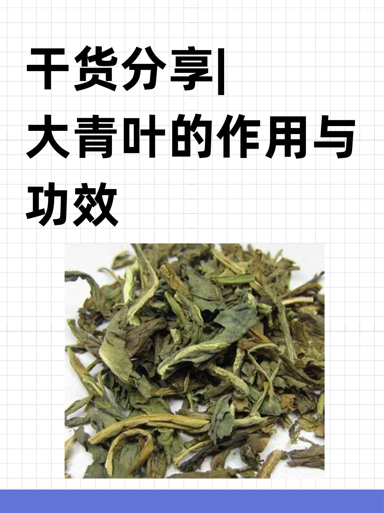 干货分享|大青叶的作用与功效