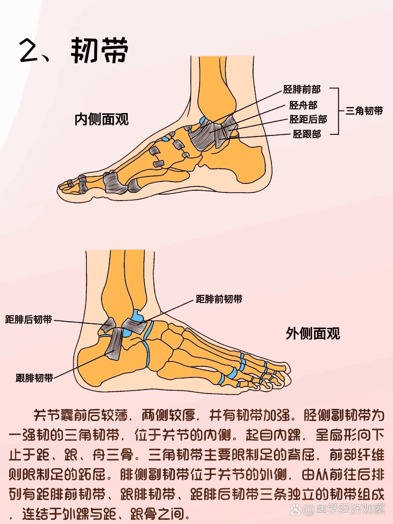 踝关节|崴脚只存在零次与无数次的区别