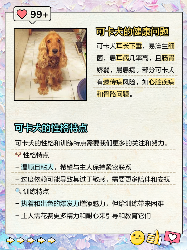 可卡犬为什么不建议养