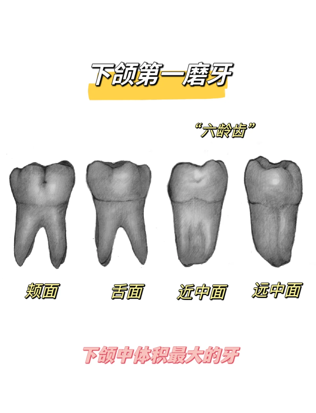 下颌第一磨牙的详细解剖图解🦷