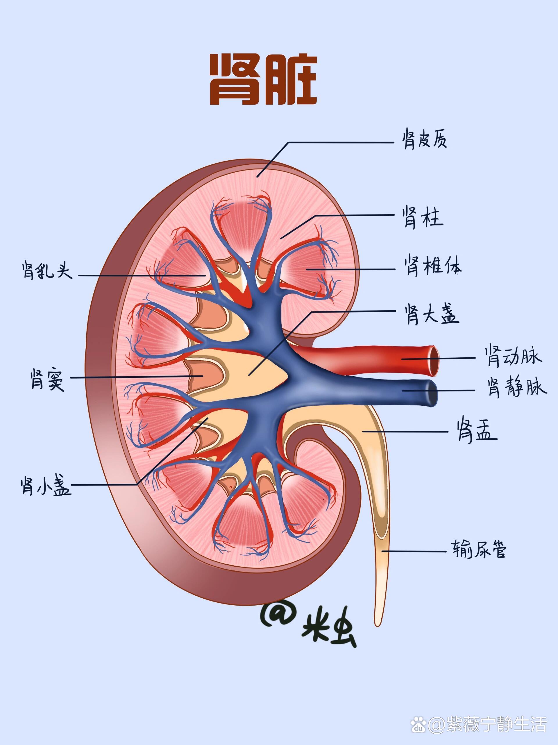 肾皮质迷路图片图片