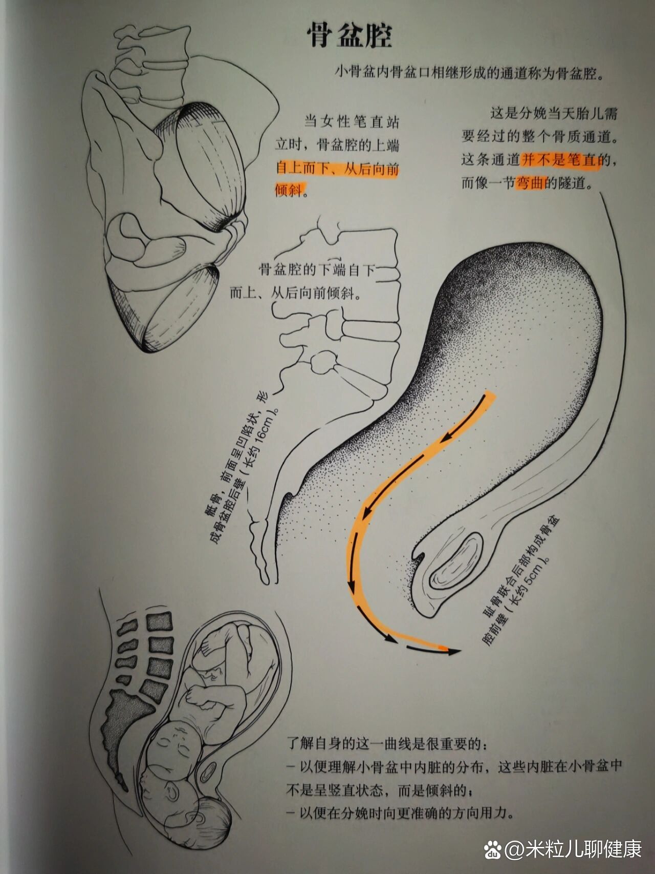 胎儿男女膀胱图图片