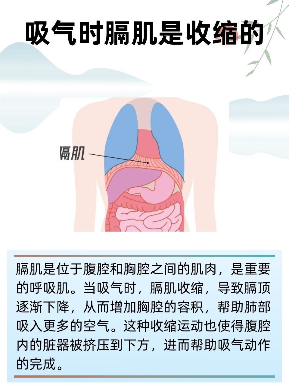 膈肌收缩舒张示意图图片