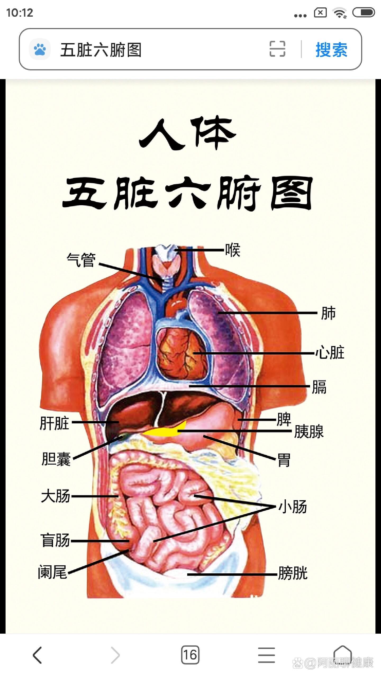 人体各部位名称结构图图片