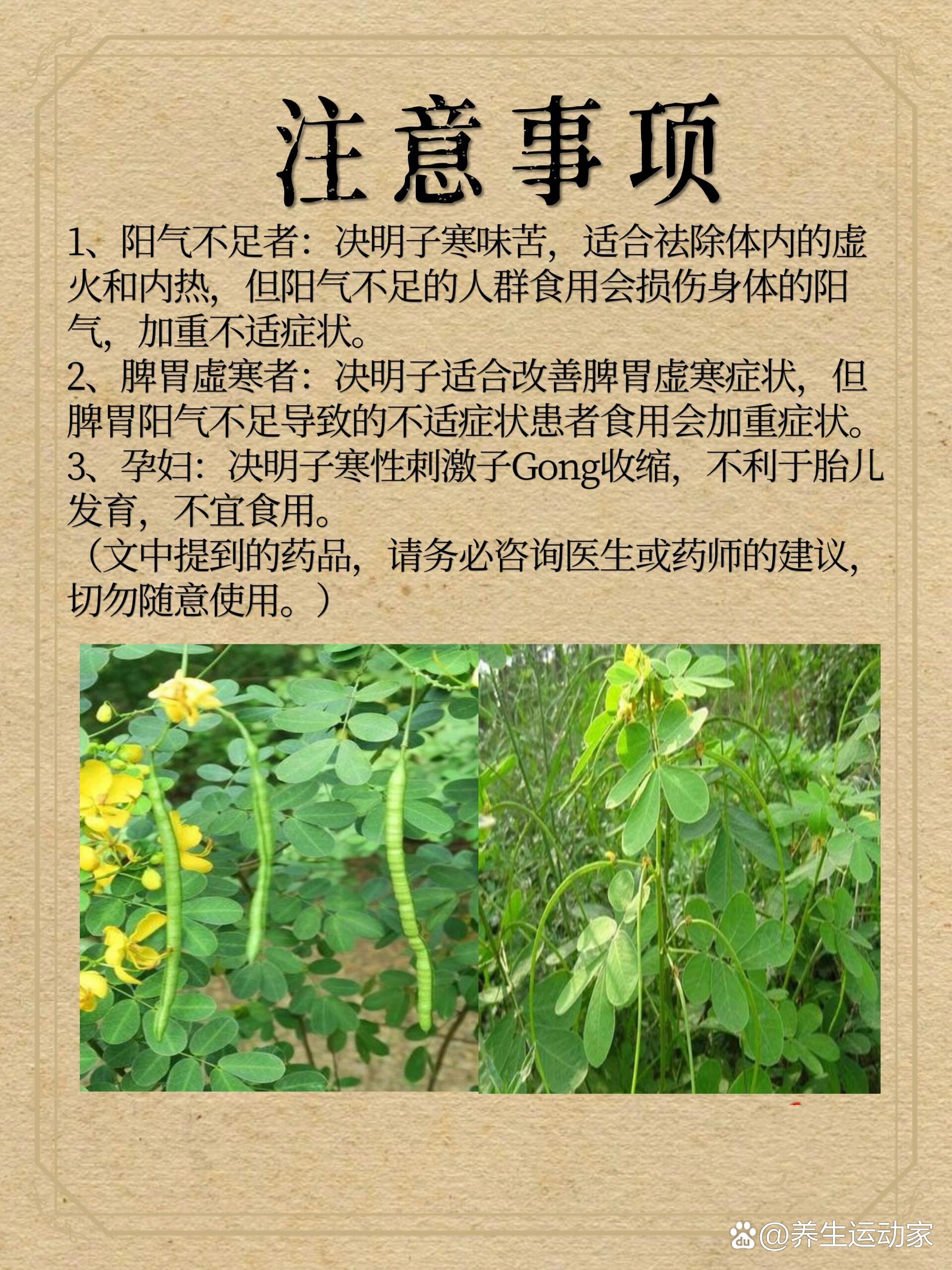 中药材—【决明子】