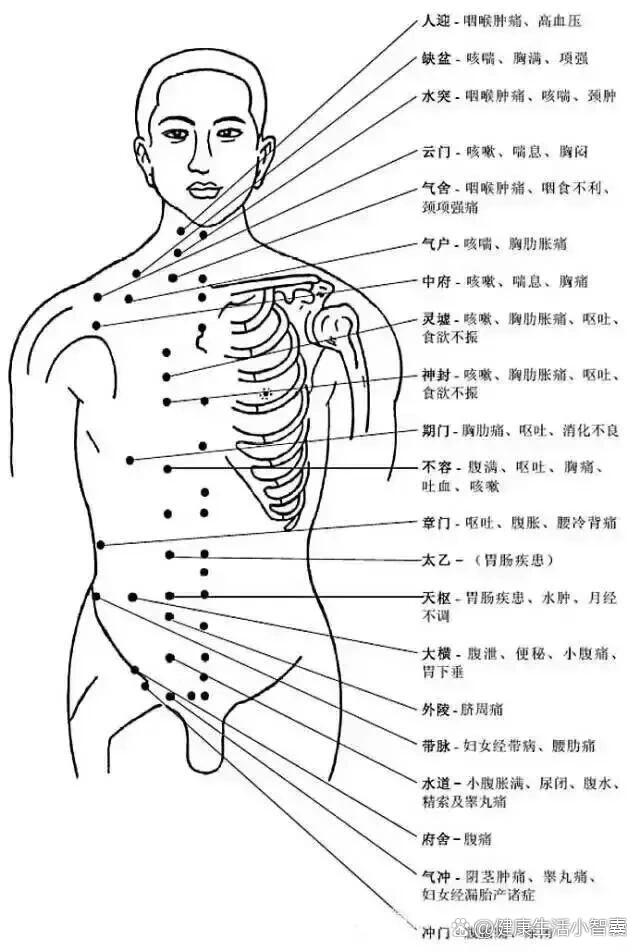 胸部腹部穴位图及作用功效