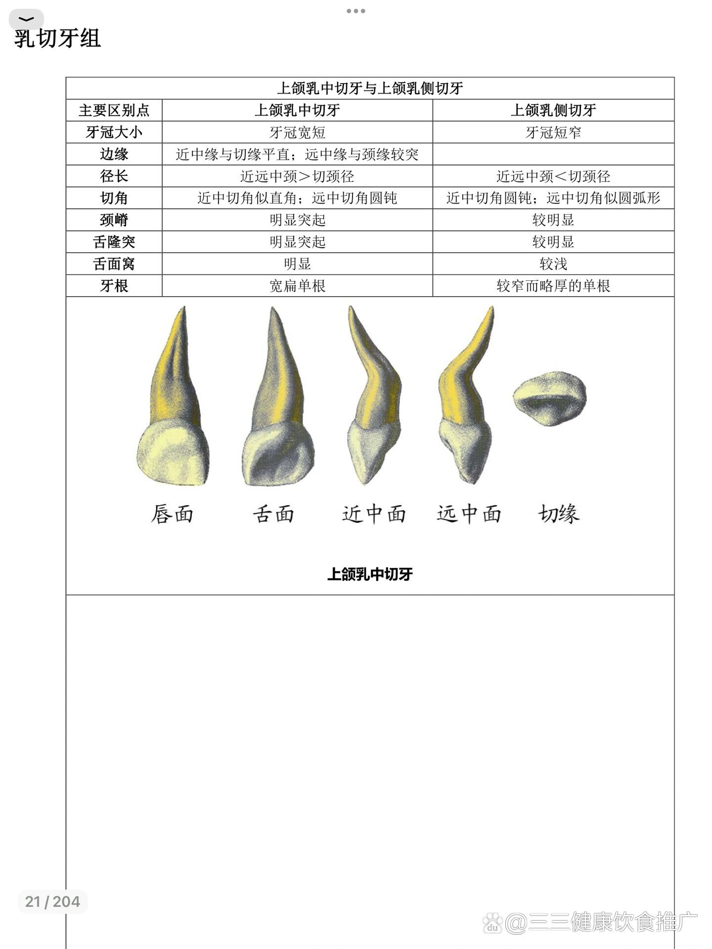 口解94|乳牙牙体外形