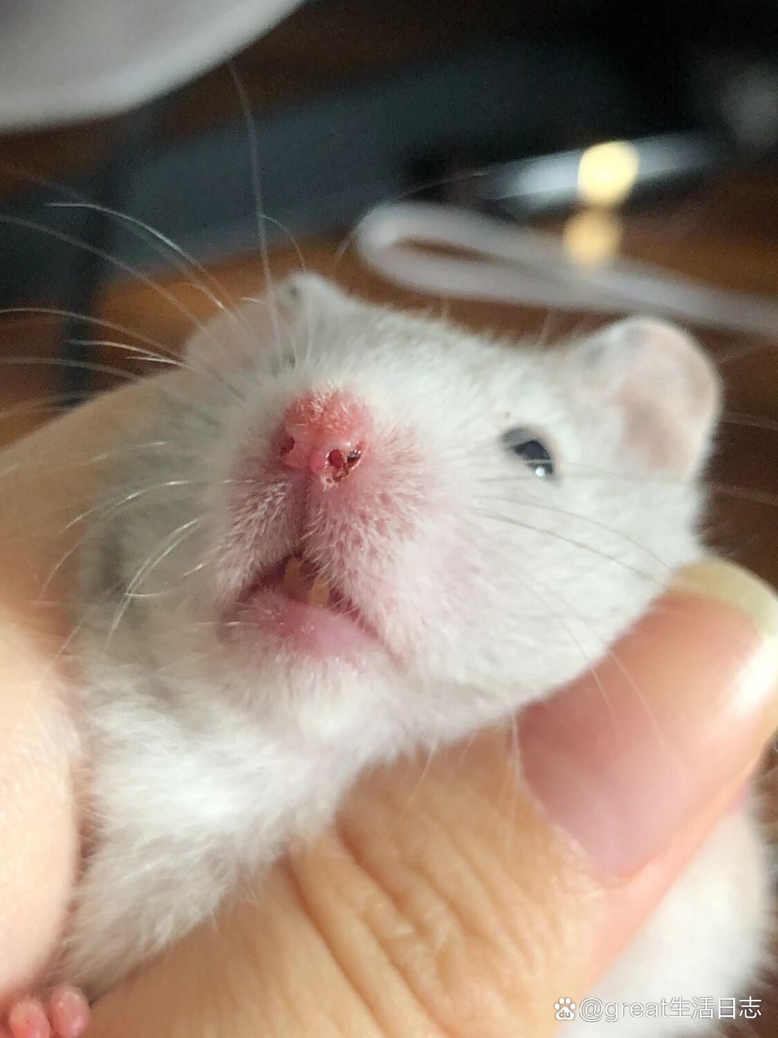 仓鼠流鼻血了!