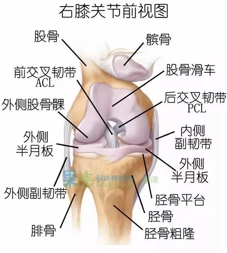 膝关节腔位置解剖图图片