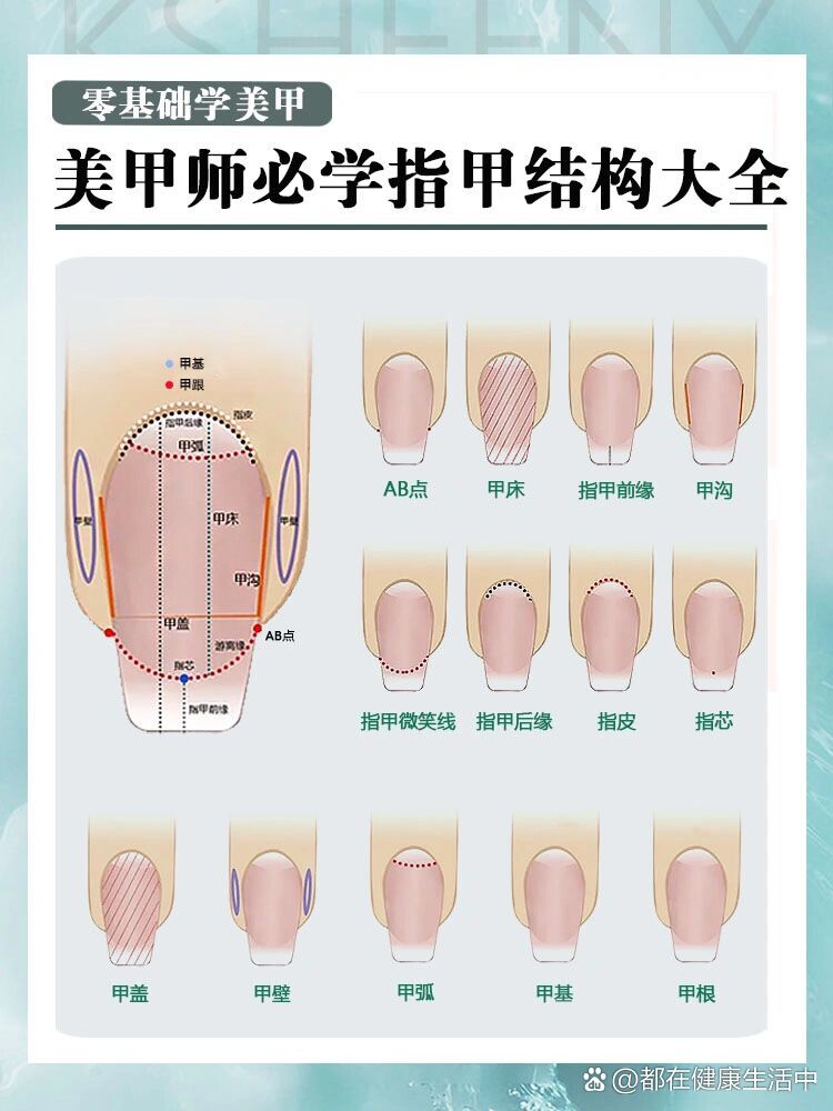 手指甲的结构及解剖图图片