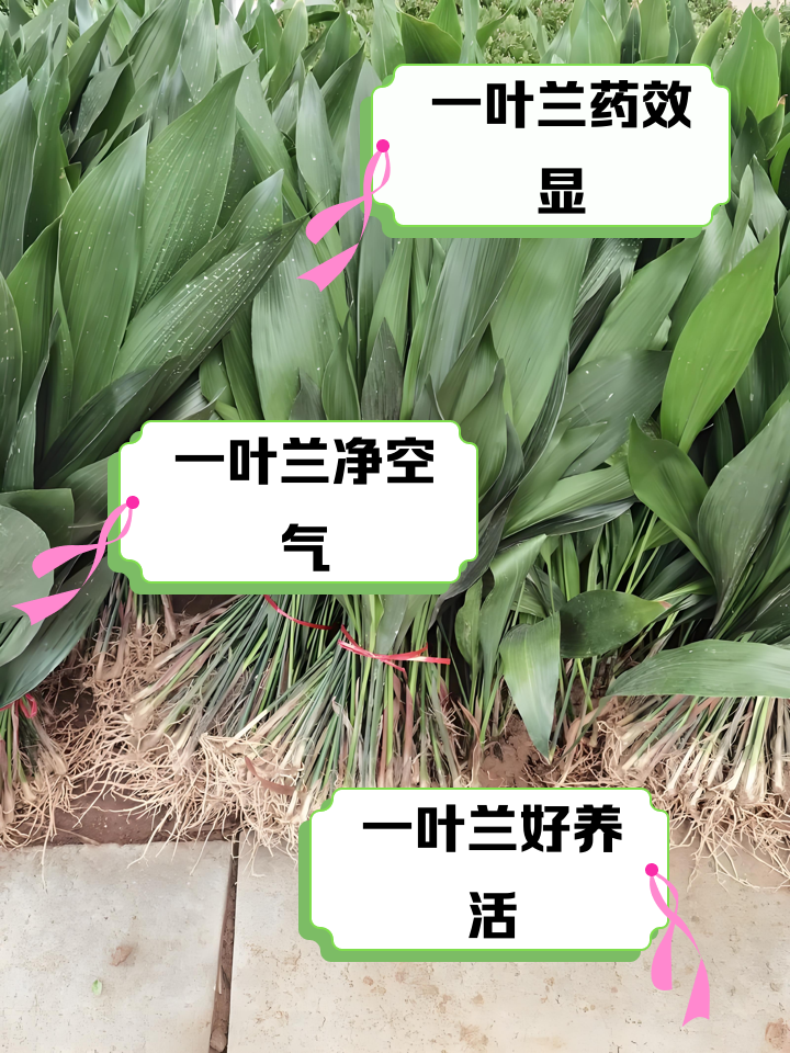 一叶兰的功效与作用