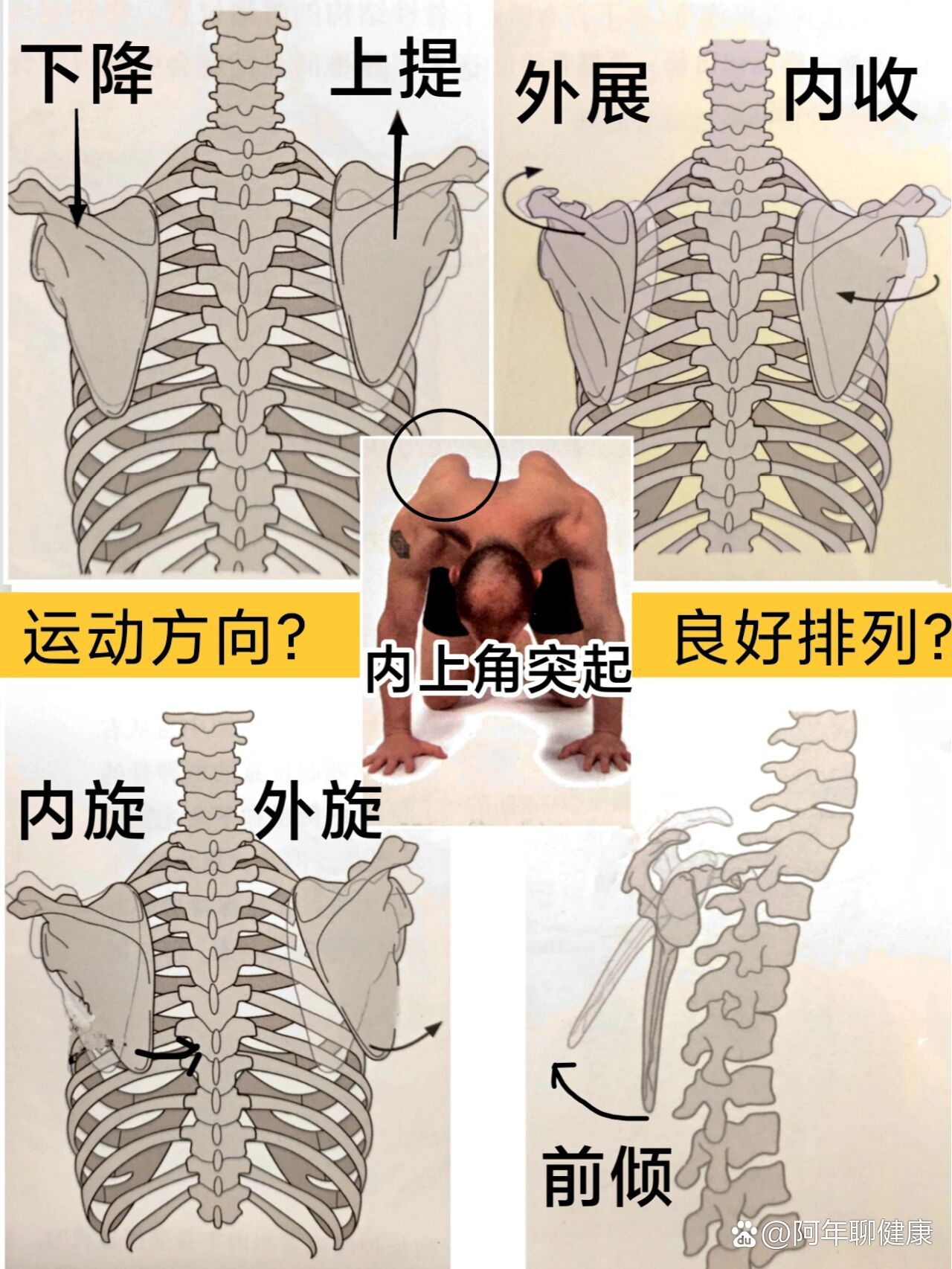 肩胛骨运动方向