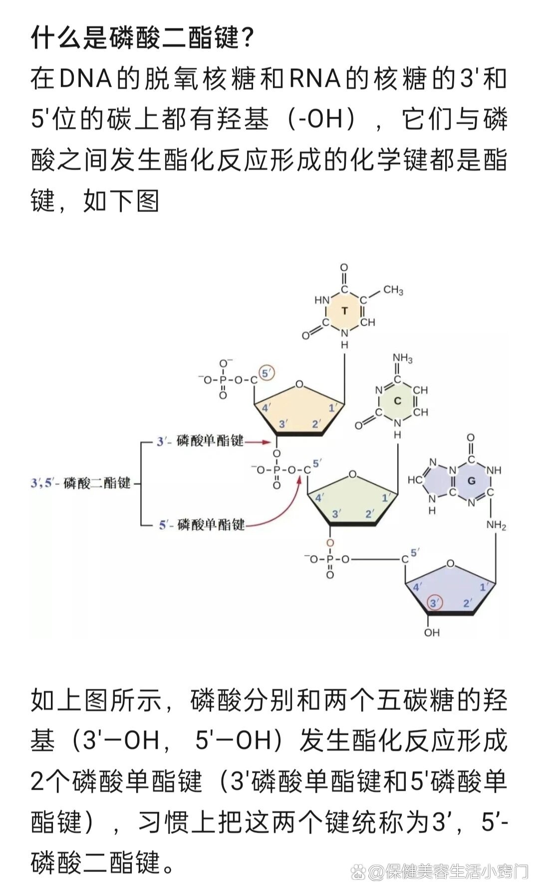 酯键怎么画图片