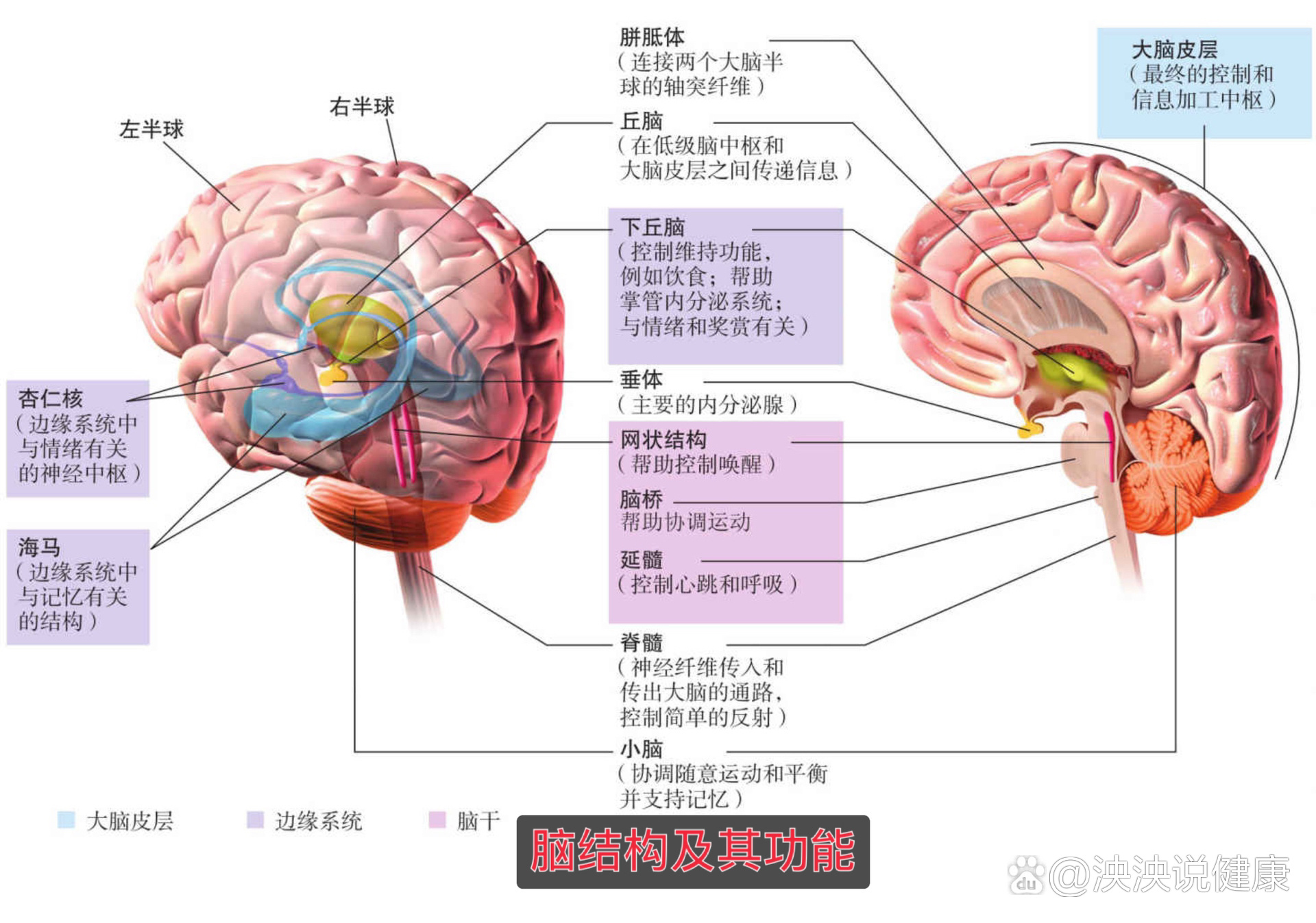 ❤️脑结构及其功能❤️
