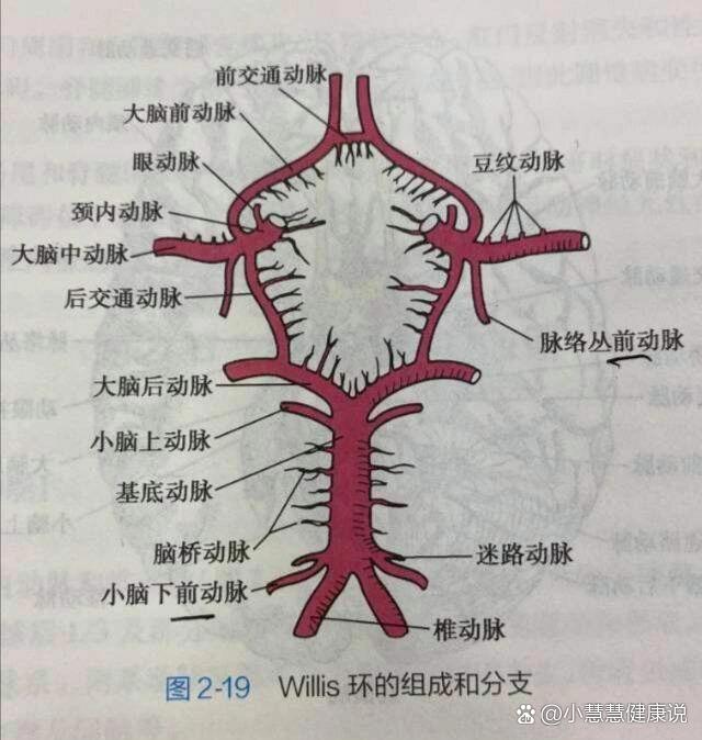 脑底动脉环(willis环)