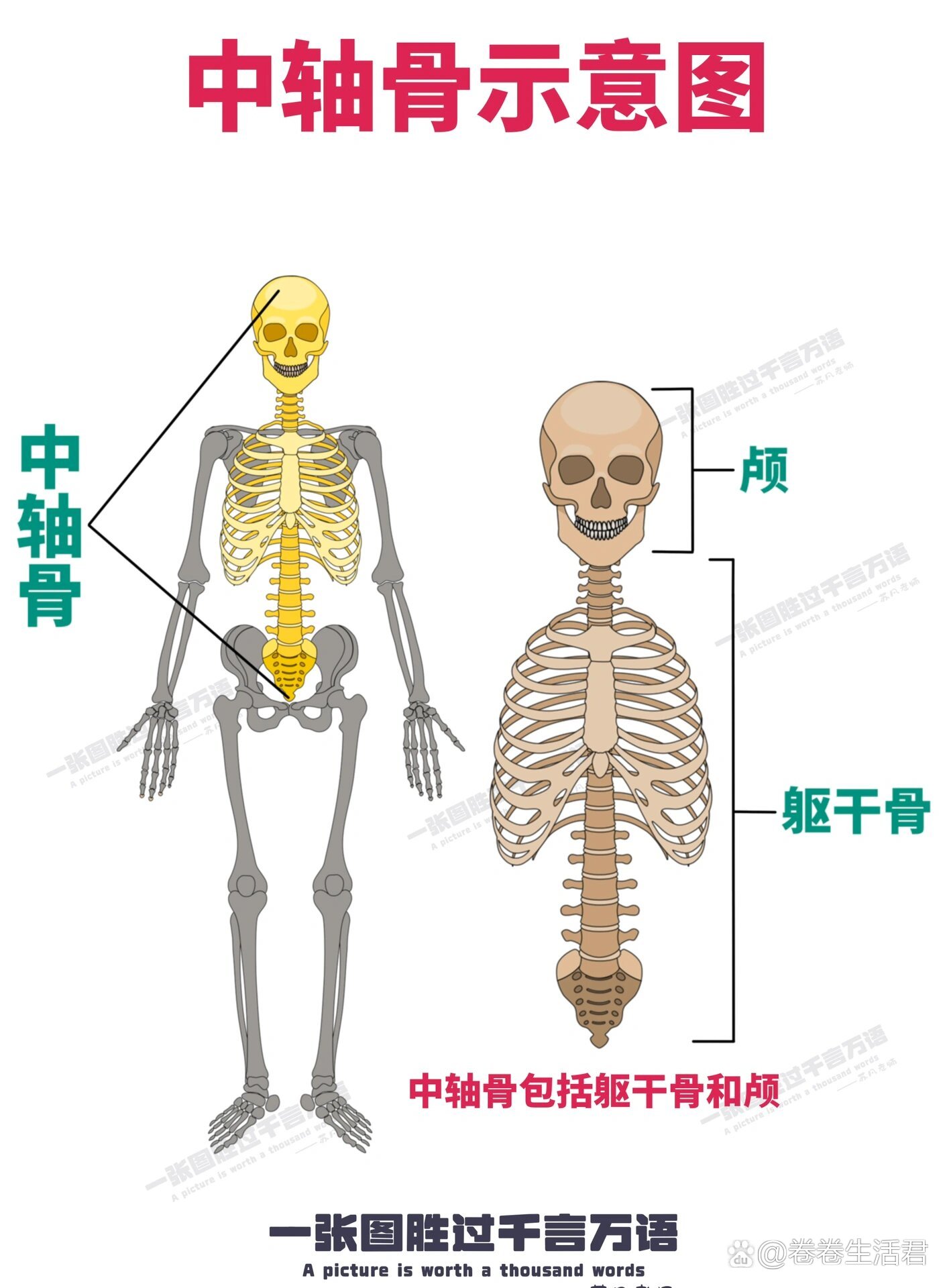 人体的轴和面图解图片