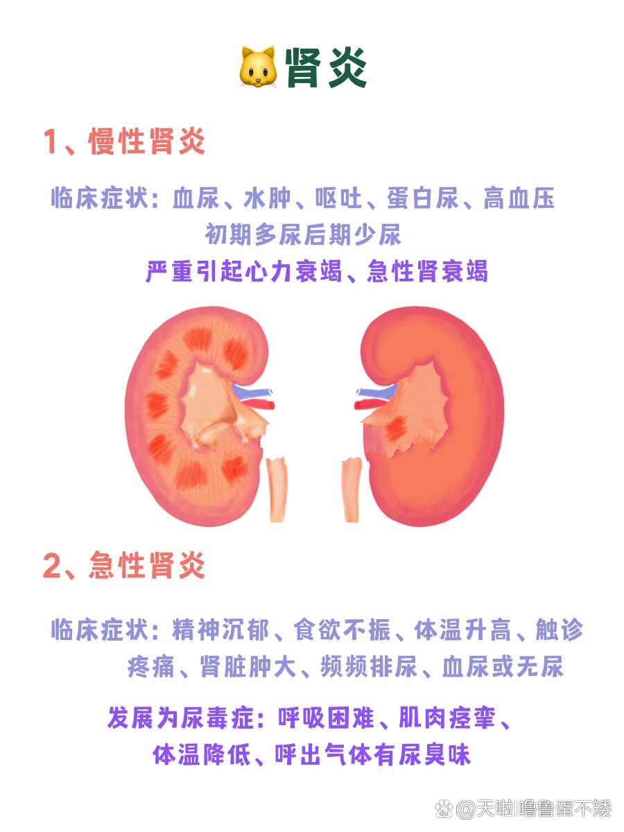 急性和慢性 br 36615慢性肾炎临床症状 血尿