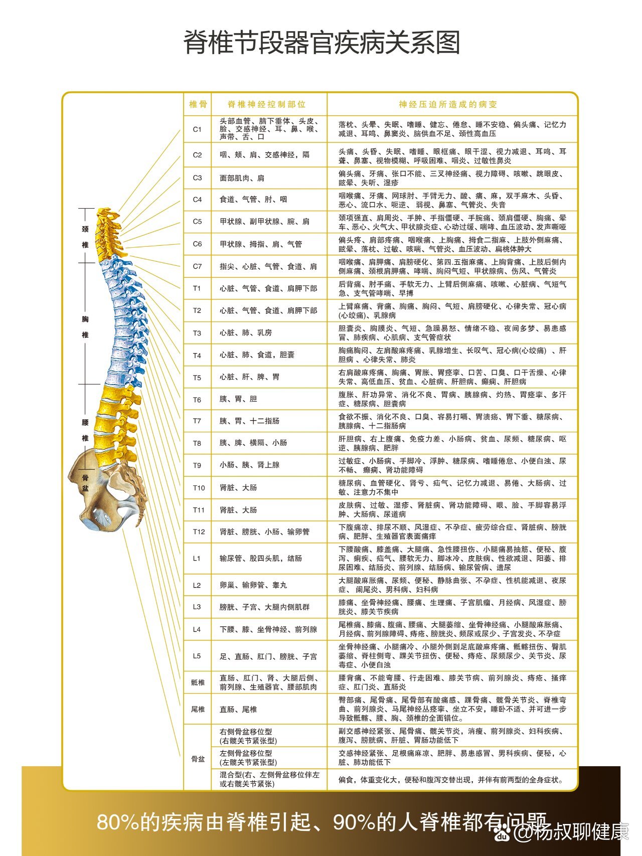 脊柱对应的器官图片
