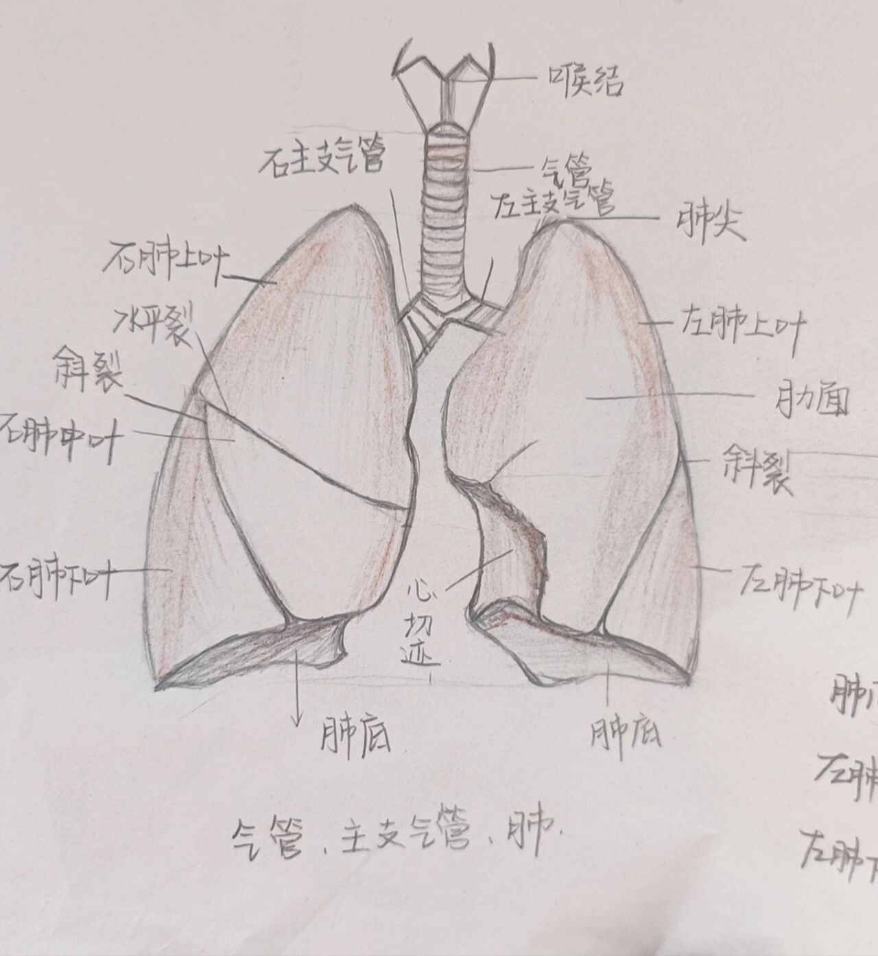 解刨学手绘图