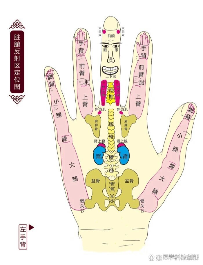 手代表五脏的图解图片