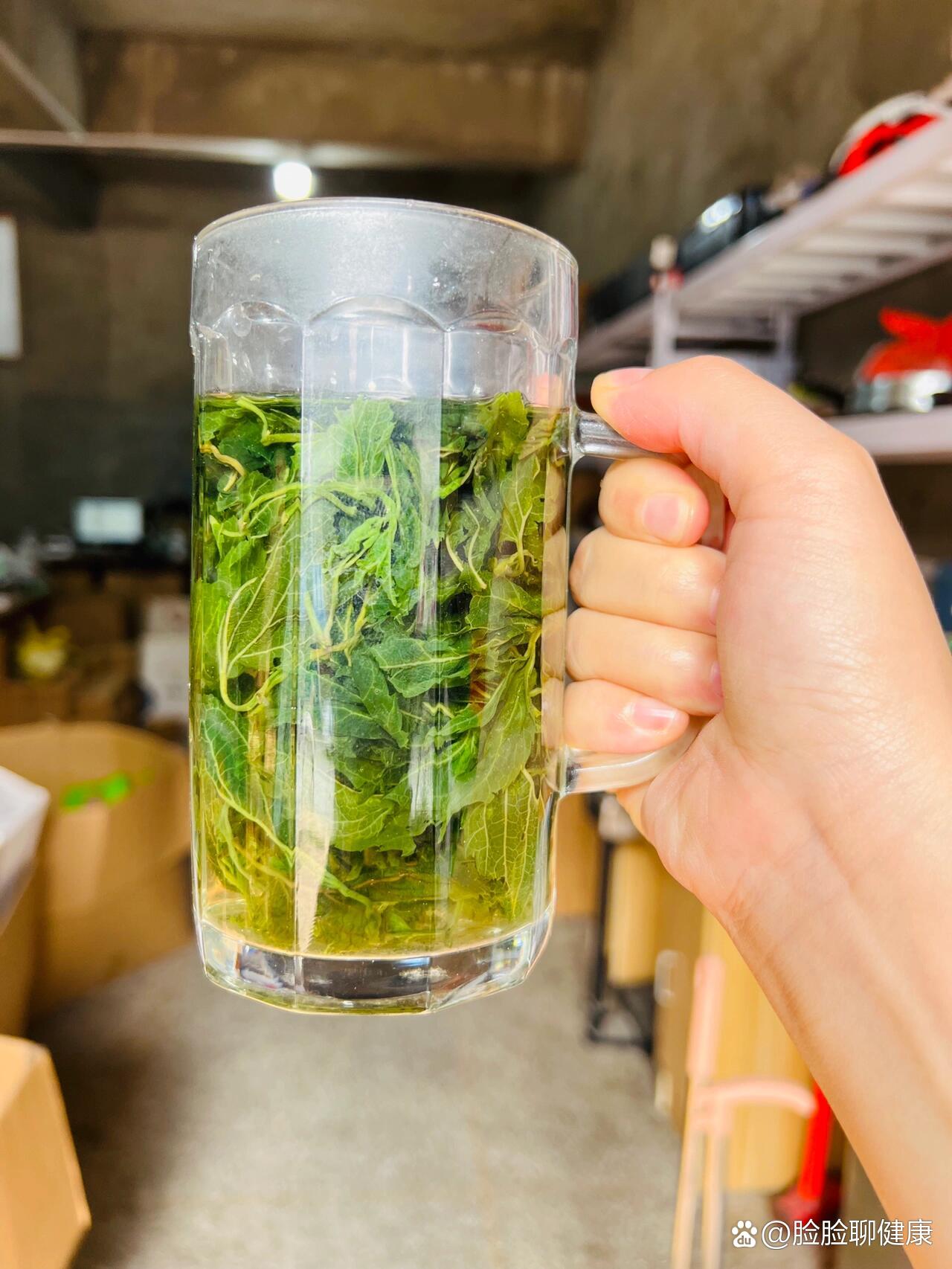 桑叶茶,减肥降血脂血糖