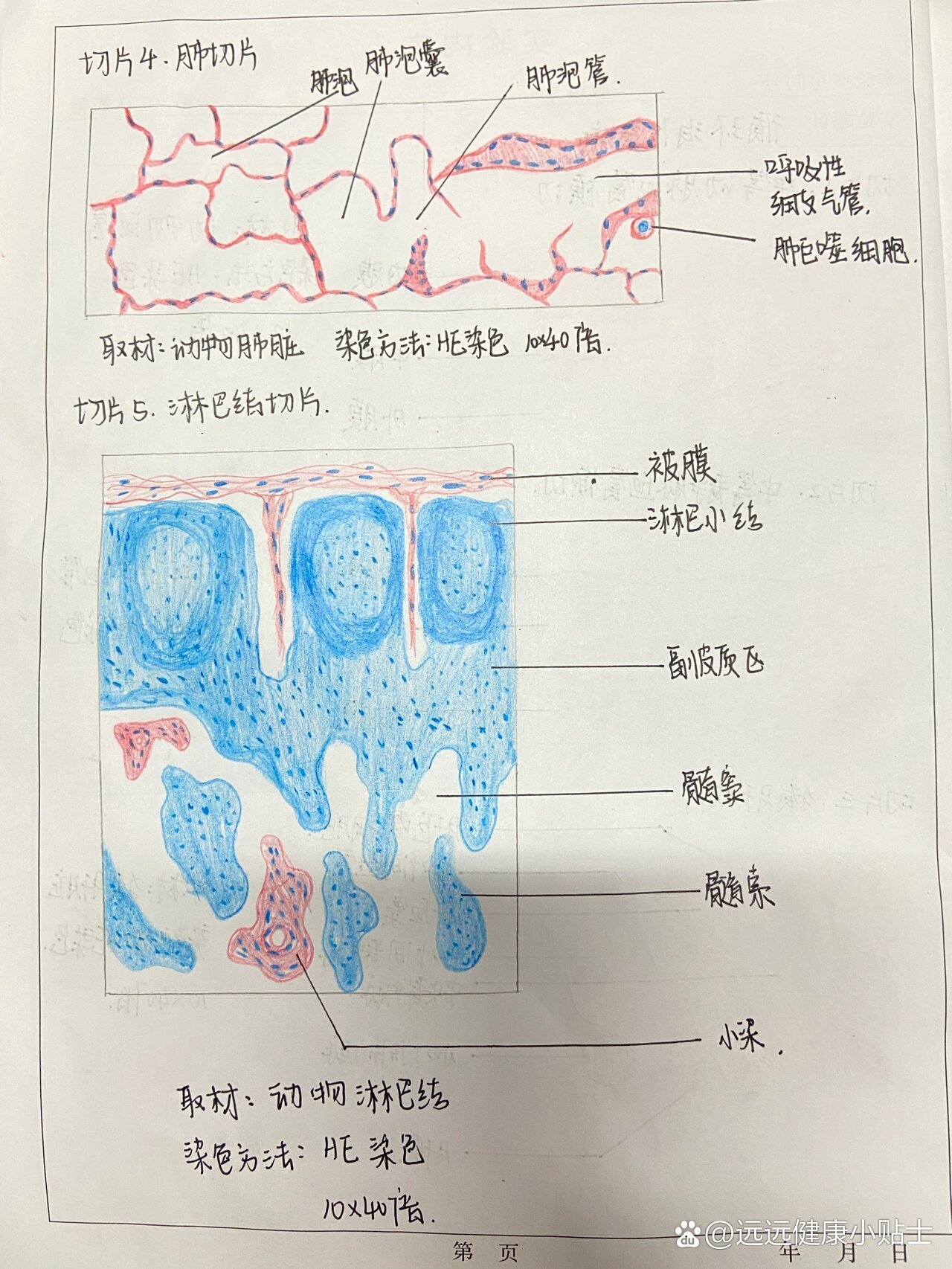 心壁切片手绘图图片