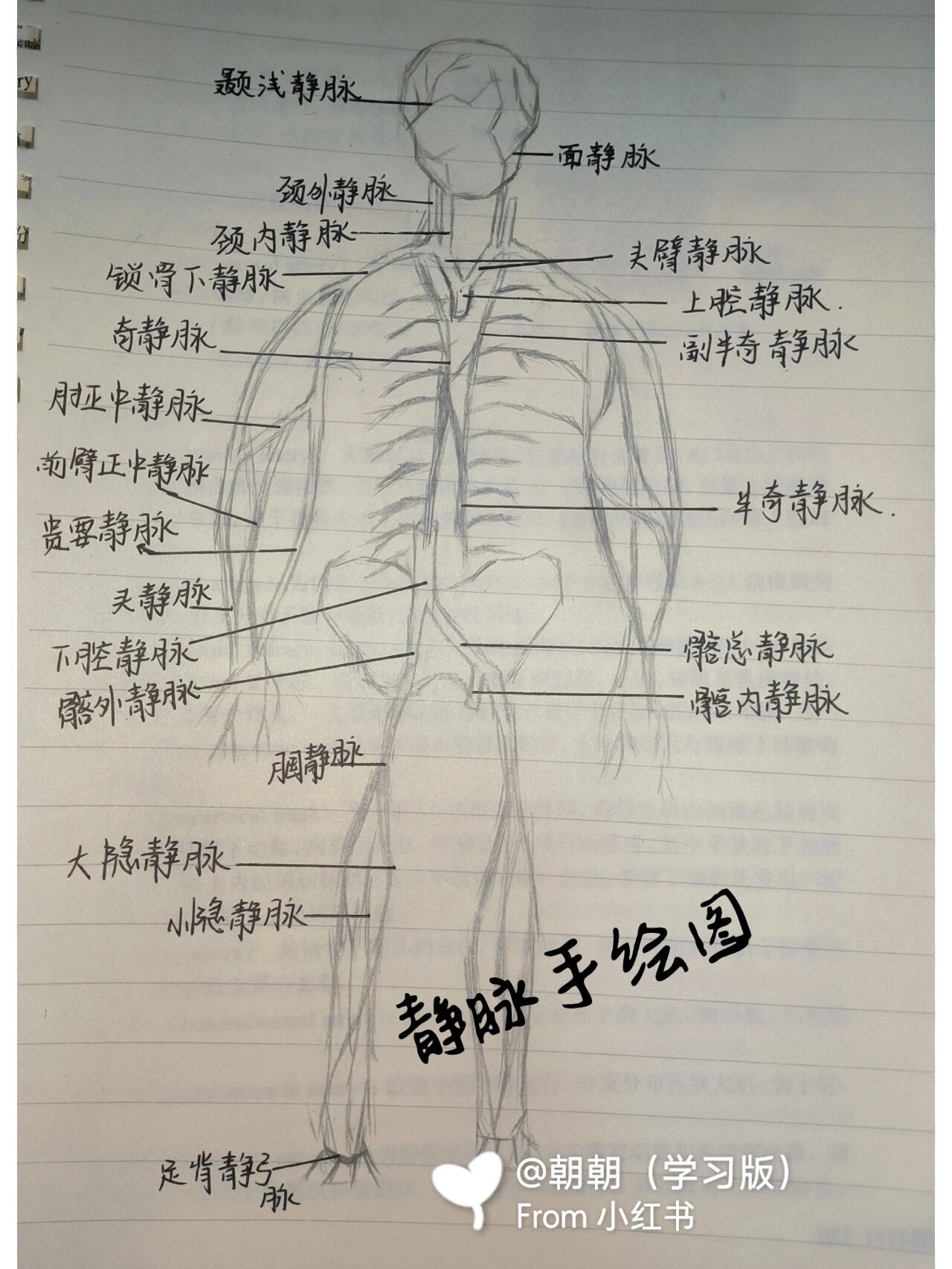 动静脉手绘图(部分)