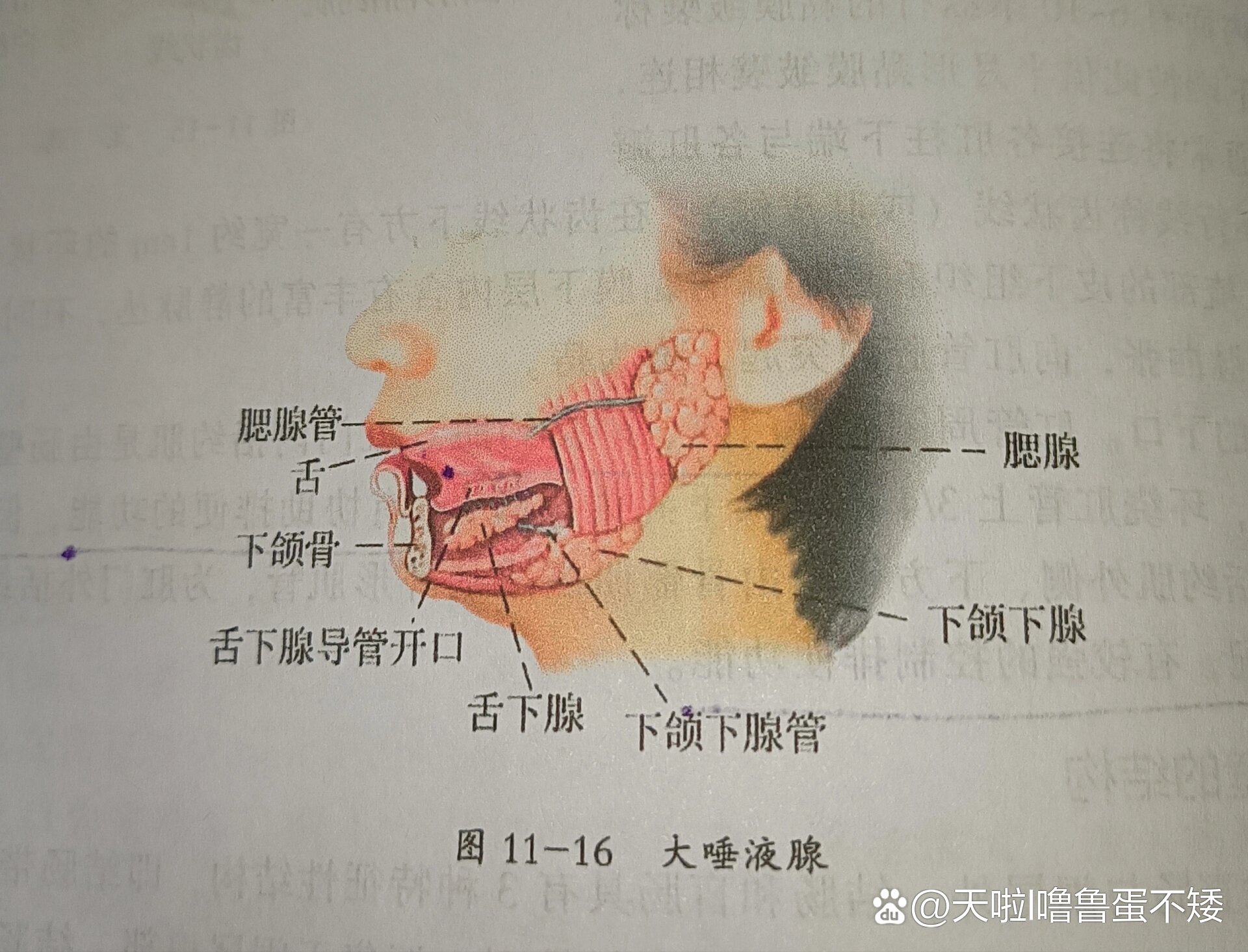 颊粘膜位置图片