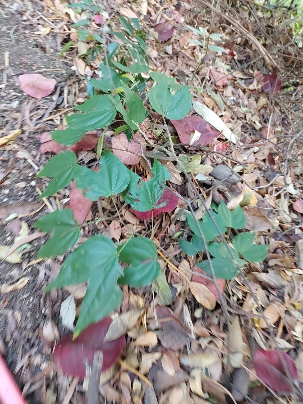 原生中草药材