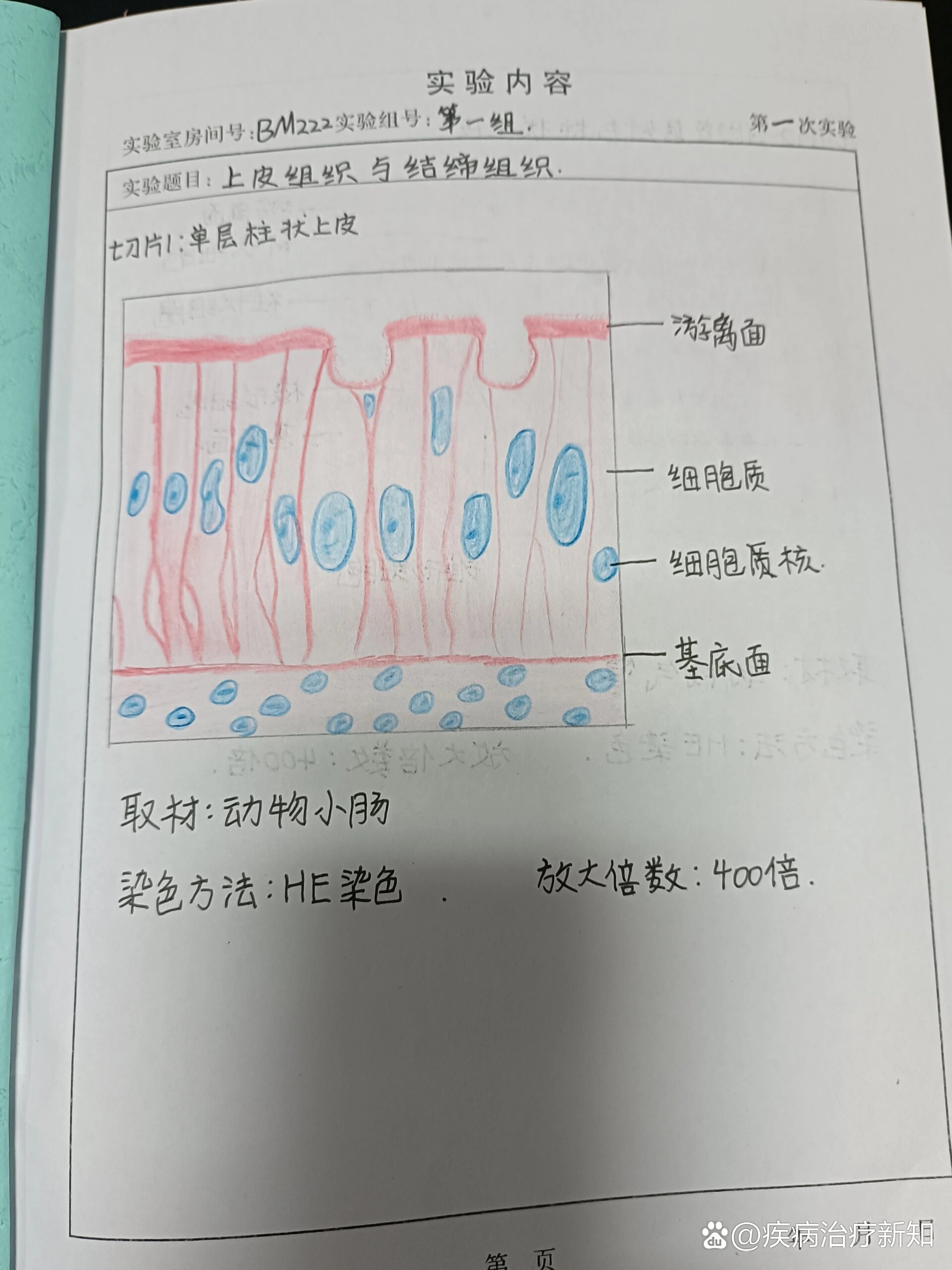 上皮组织手绘图10倍图片