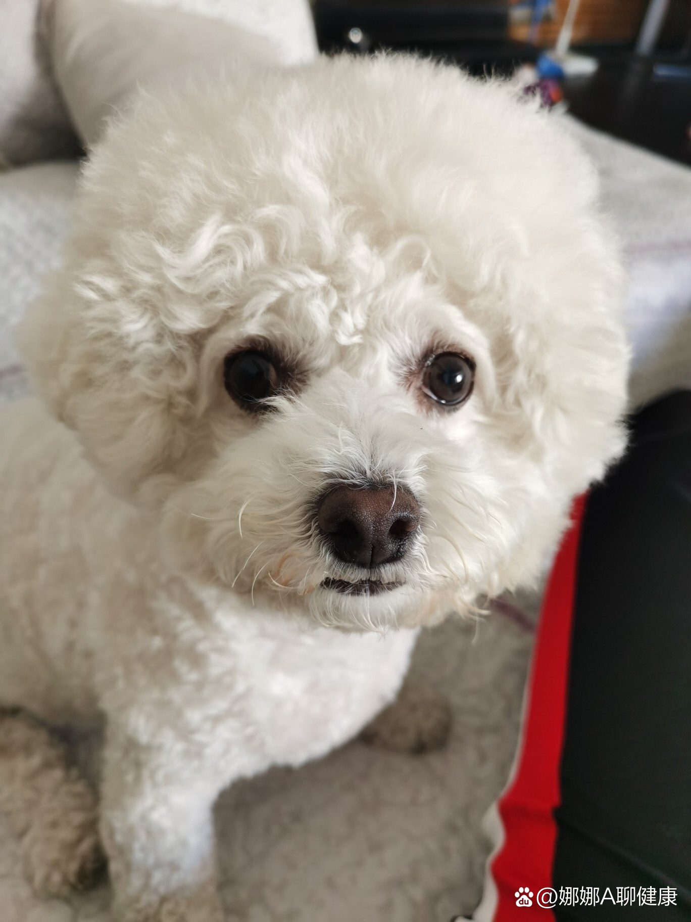 记录狗子第三眼睑增生治疗(上)