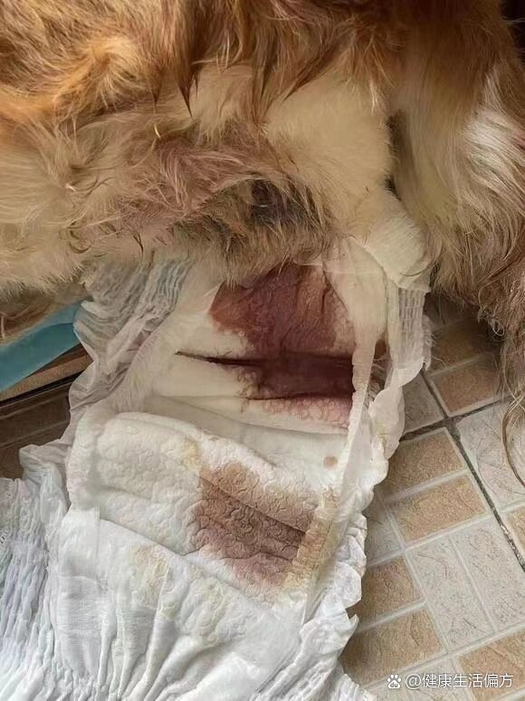 狗狗子宫蓄脓,这样治真的可
