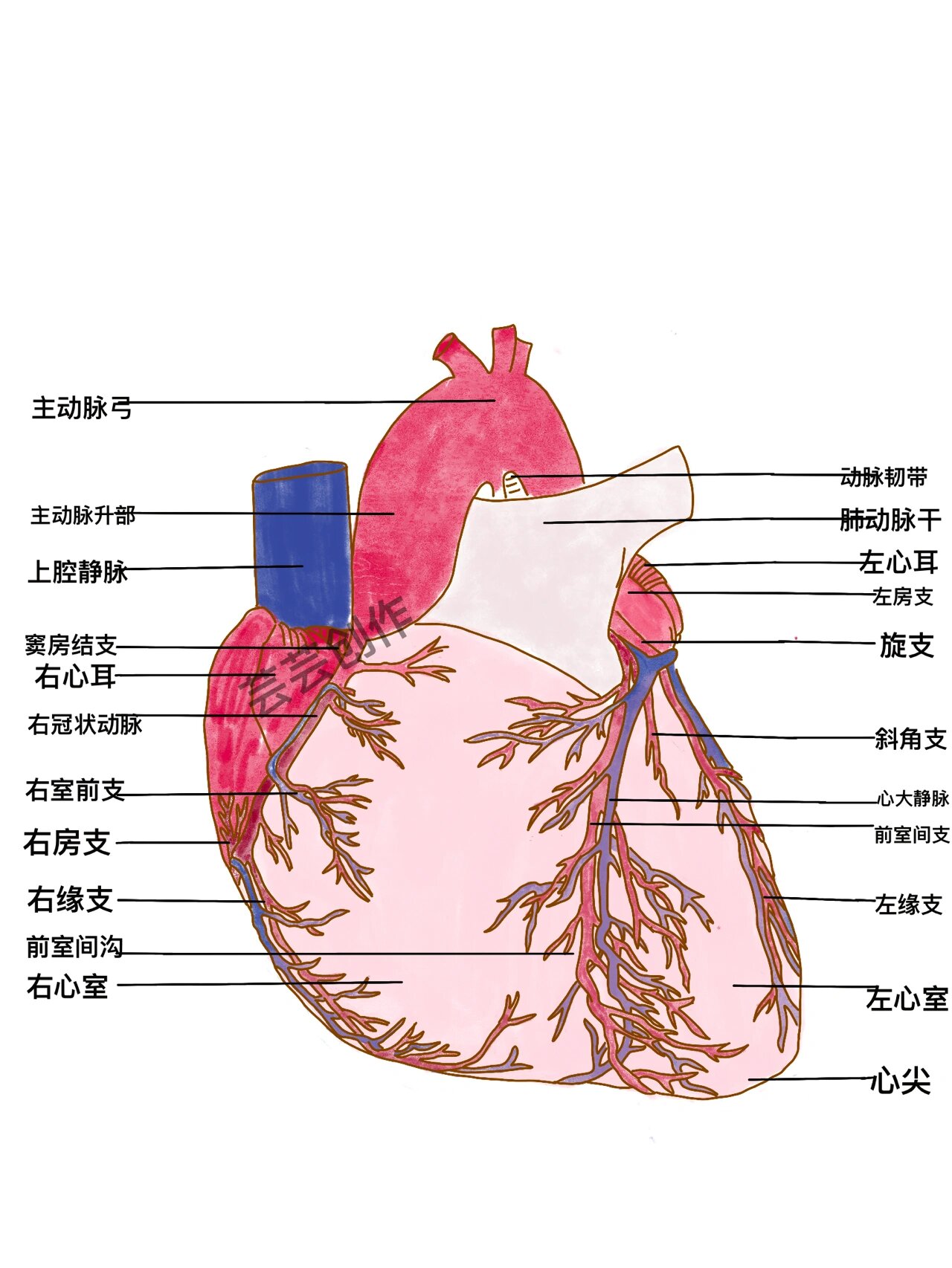 肺的三缘图片