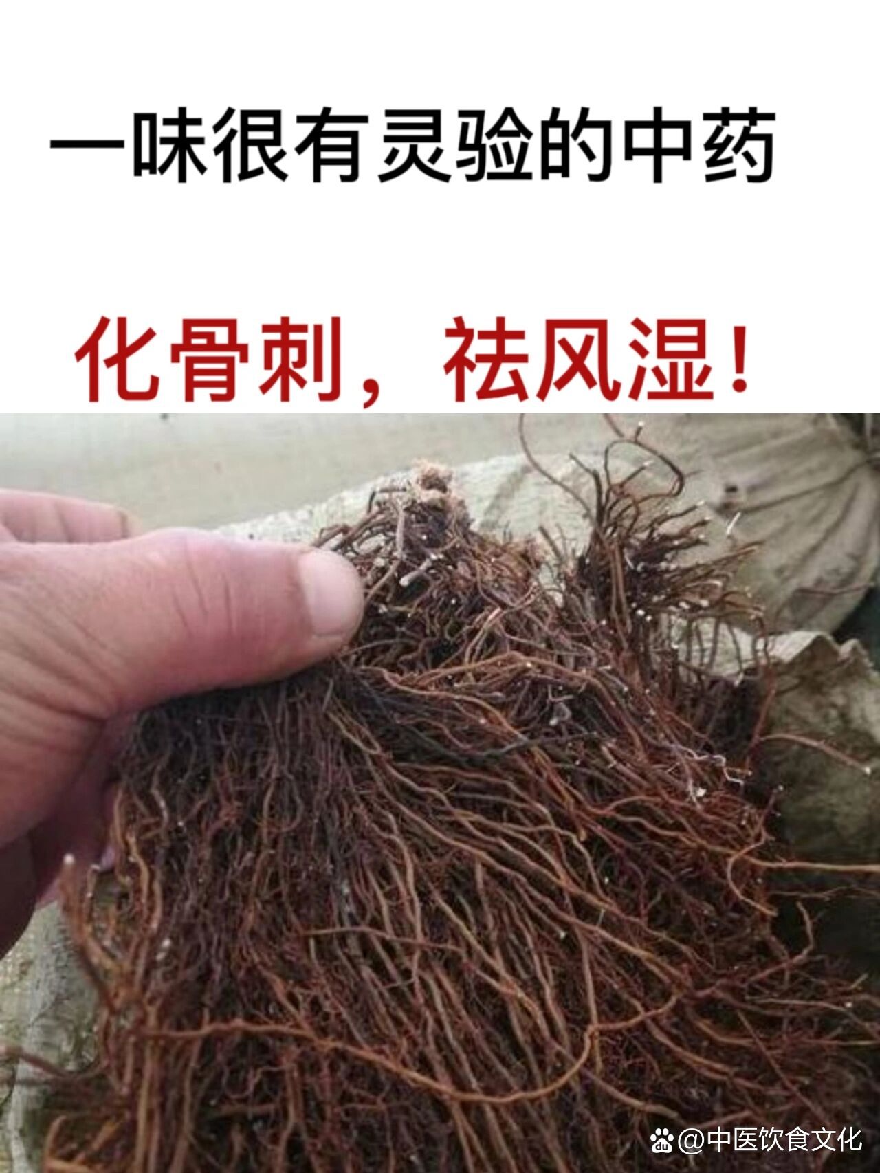 白饭树根治骨质增生图片