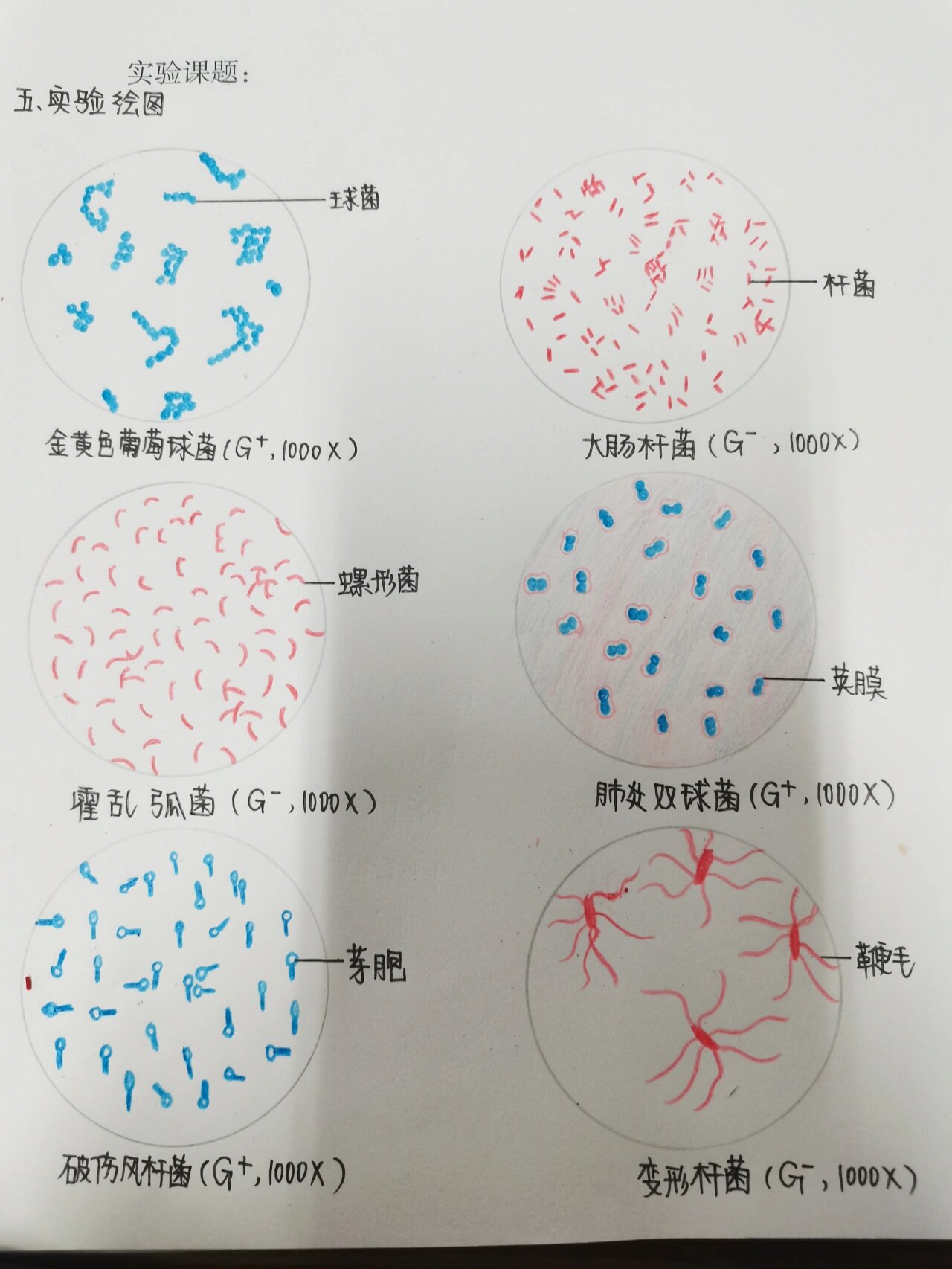 产气荚膜杆菌手绘图图片