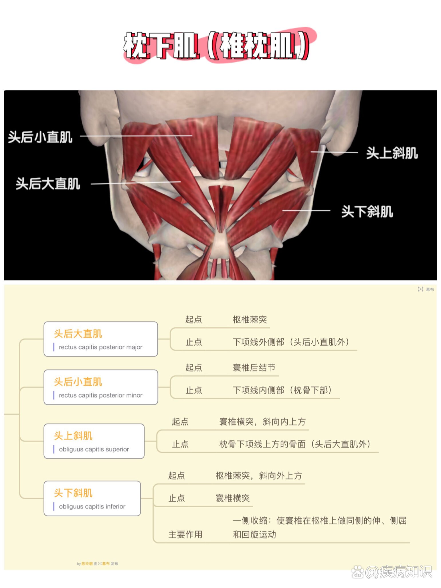 头后小直肌图片图片