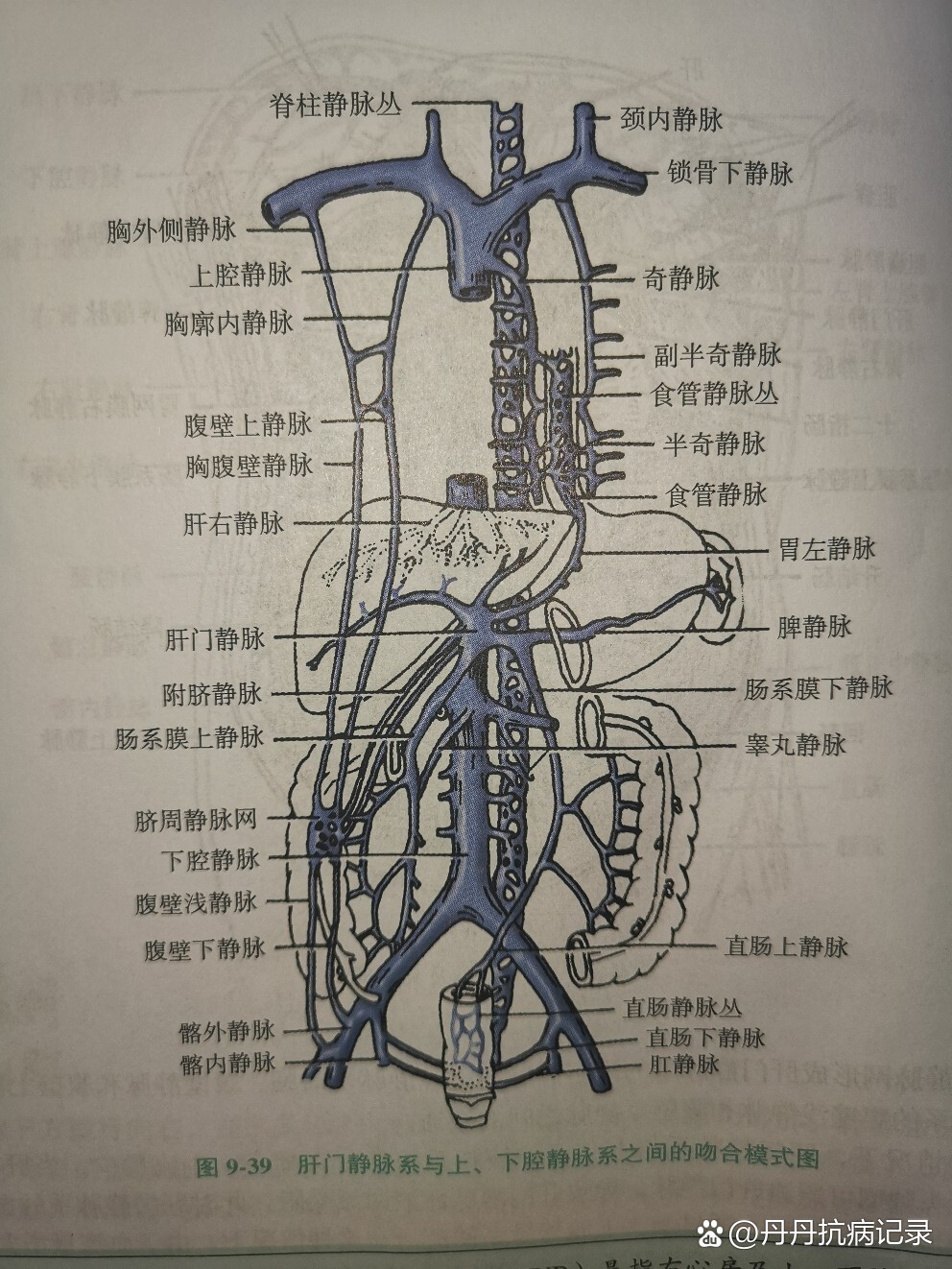 翼静脉丛交通图片