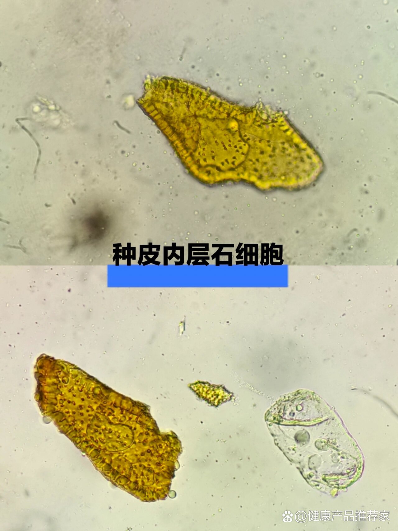 五味子&麻黄粉末显微特征图