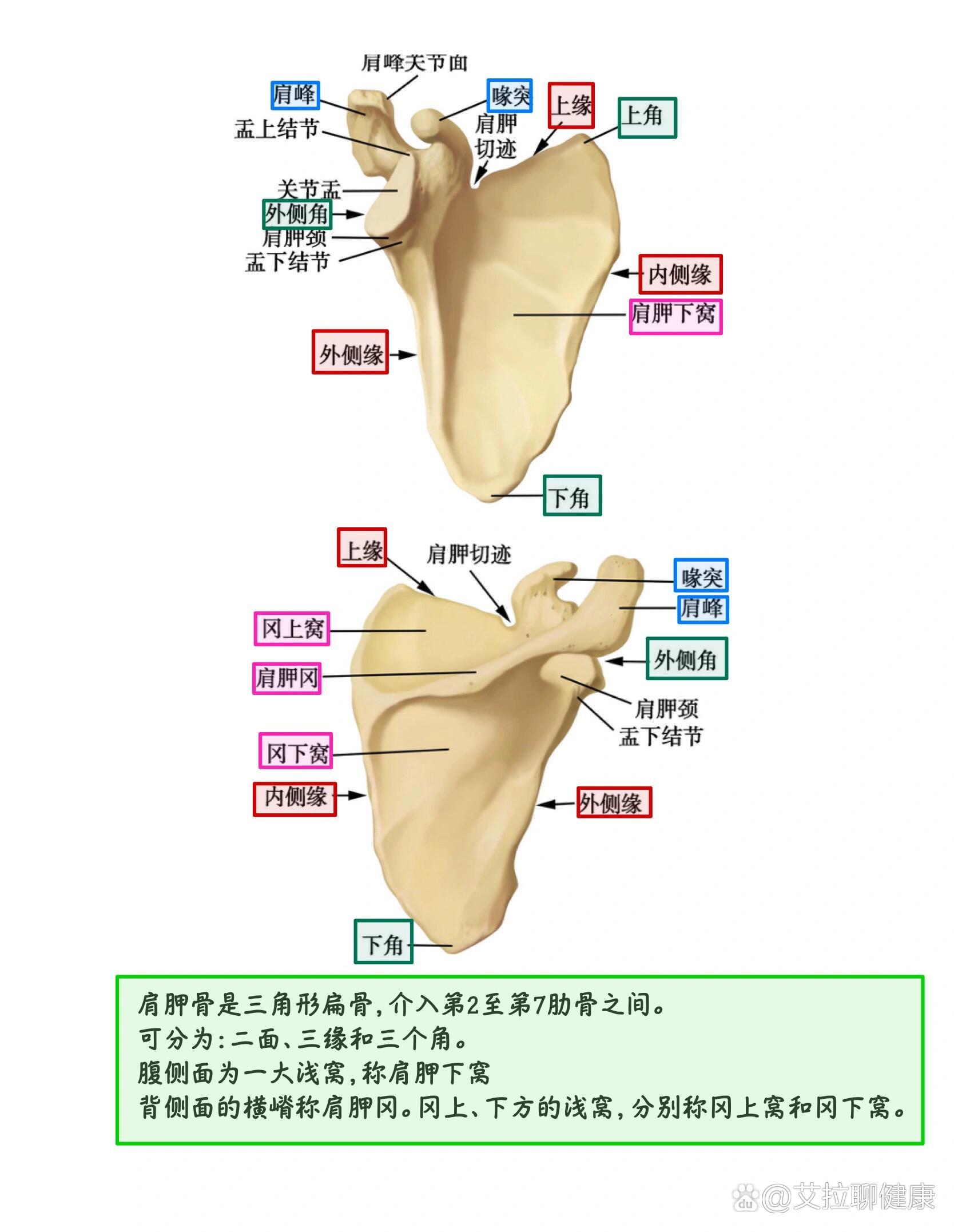 三角骨的位置图片图片