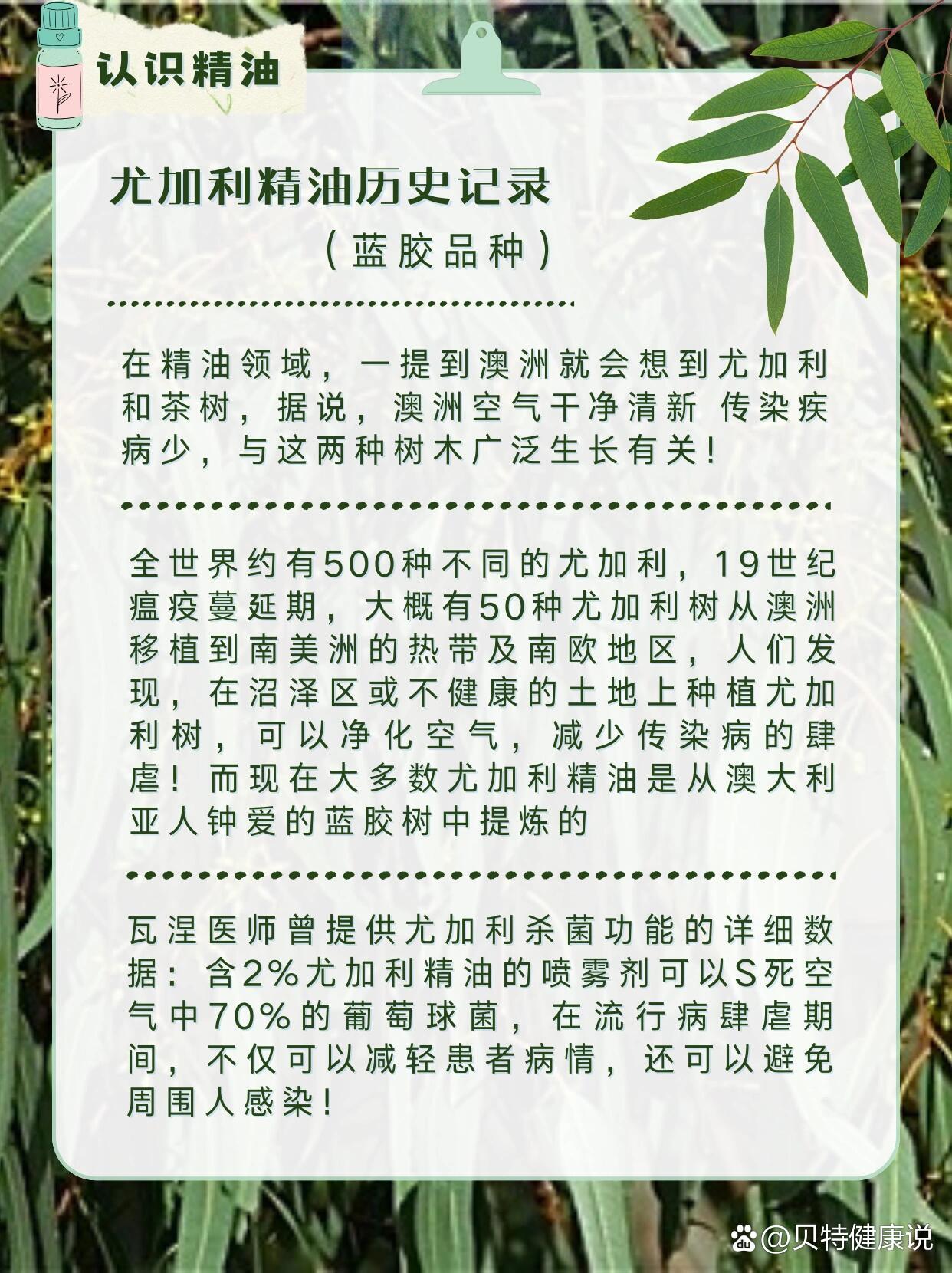 认识精油之尤加利