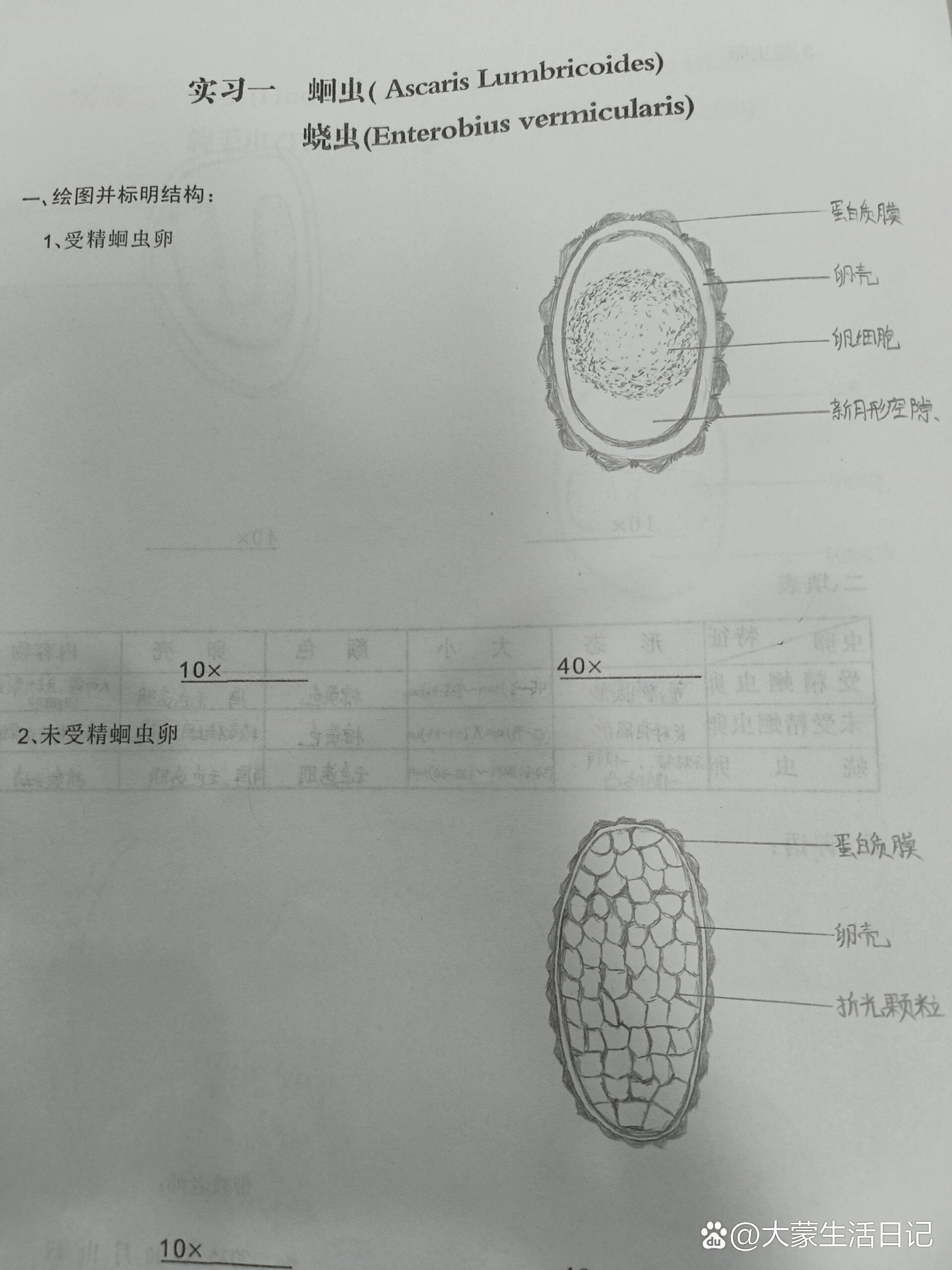 蛔虫卵结构图图片