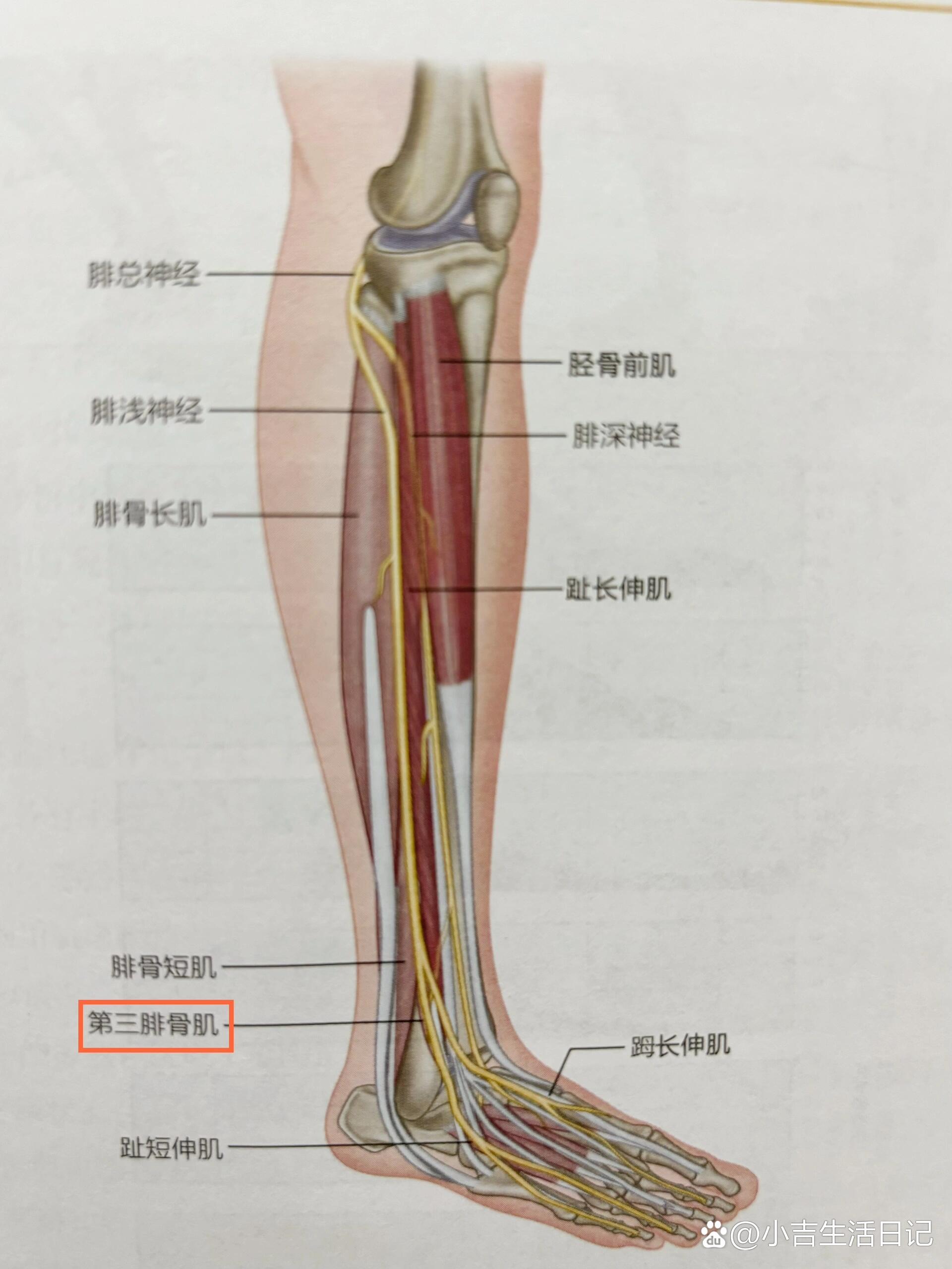 0399摸摸人体中最常受伤的韧带