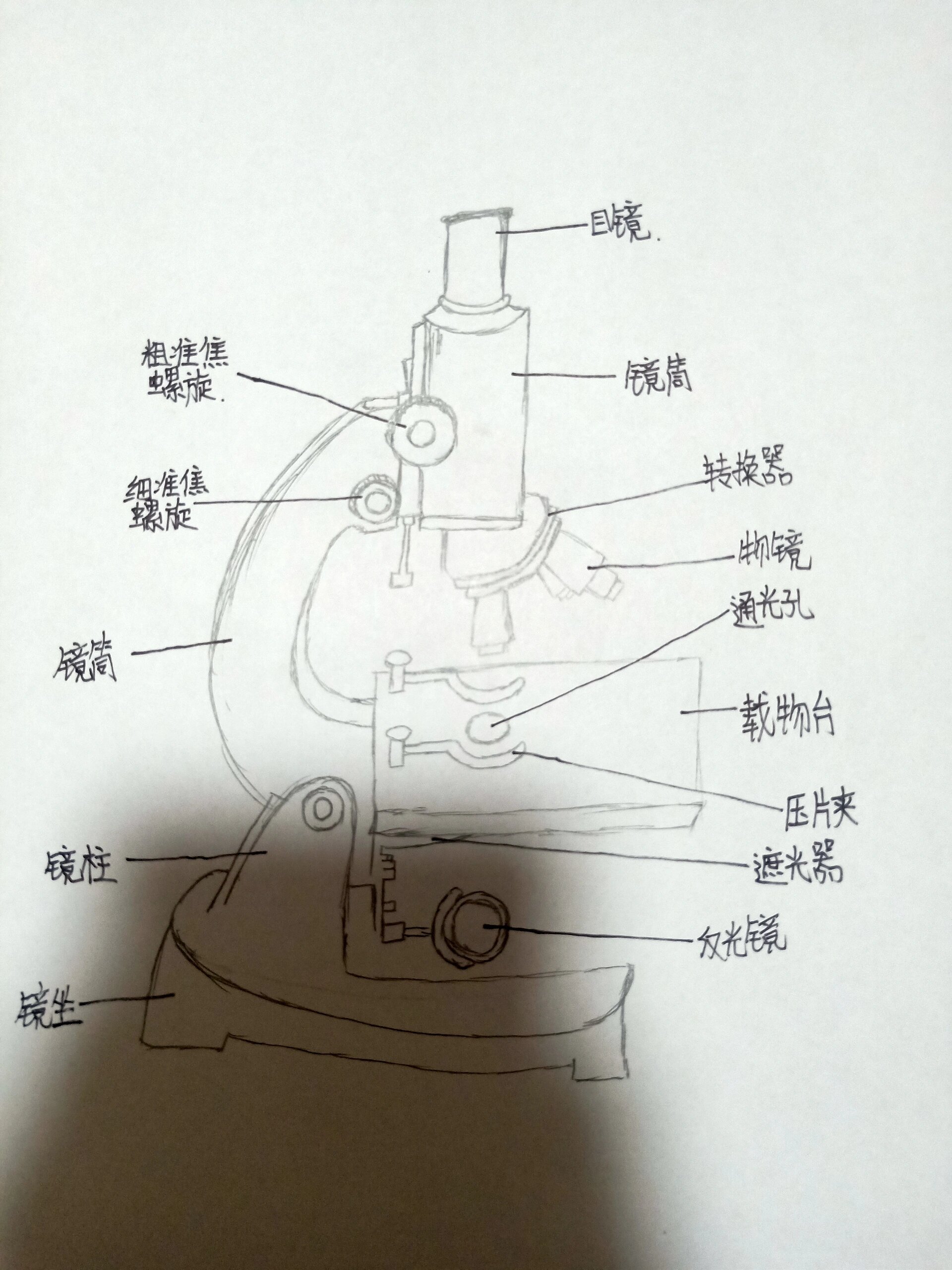 显微镜结构图