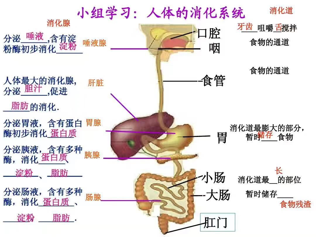 消化道的那些事(二)