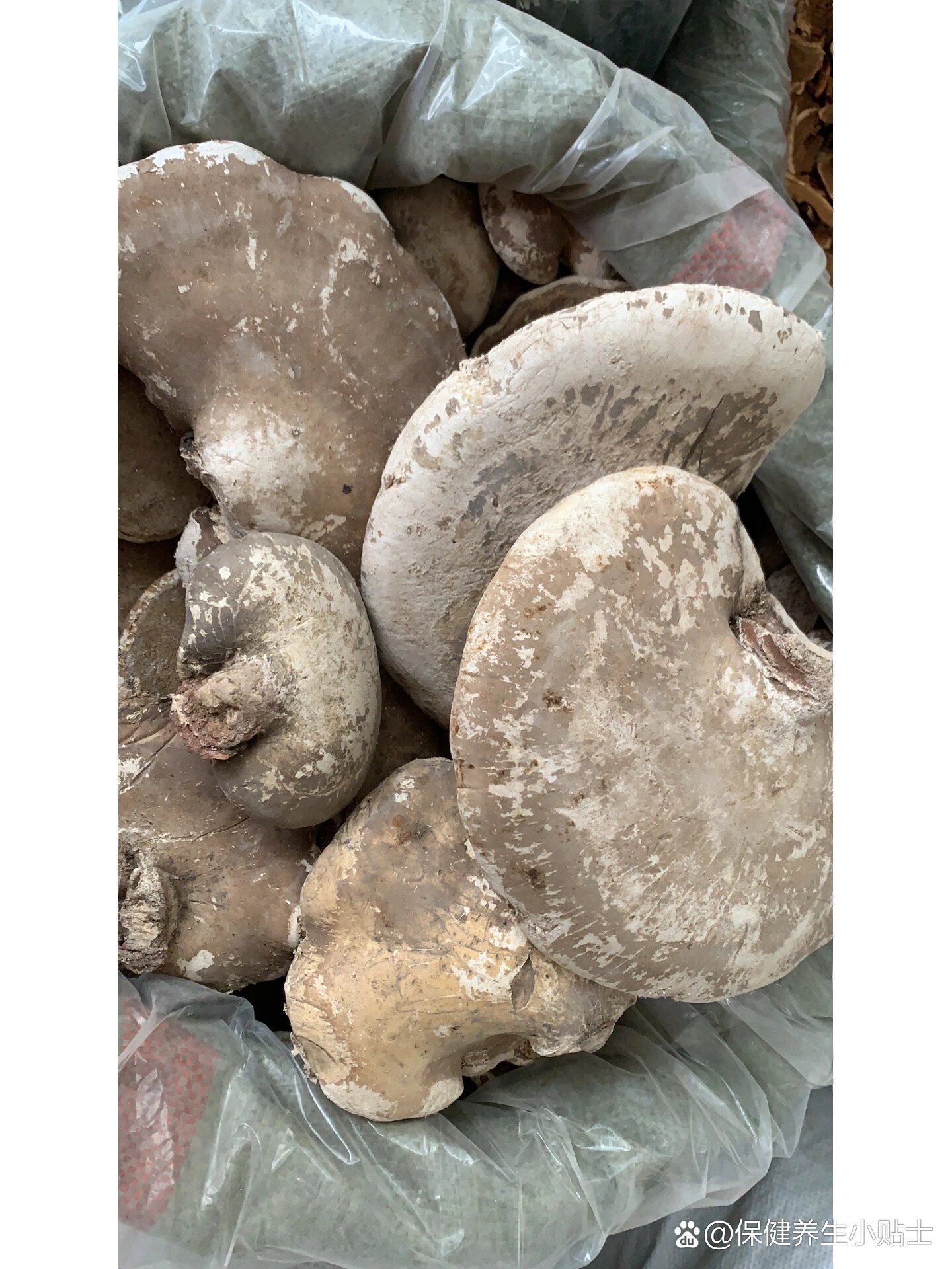  p>纯野生白灵芝 br>野生白灵芝 又名玉芝,辛平