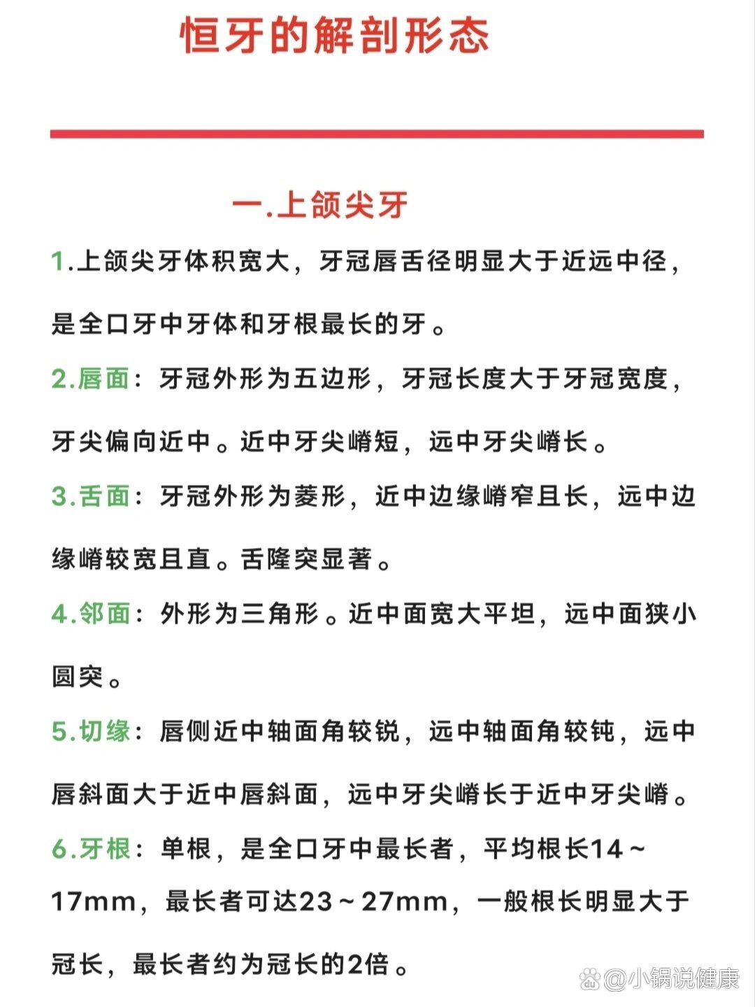 恒牙解剖形态——尖牙