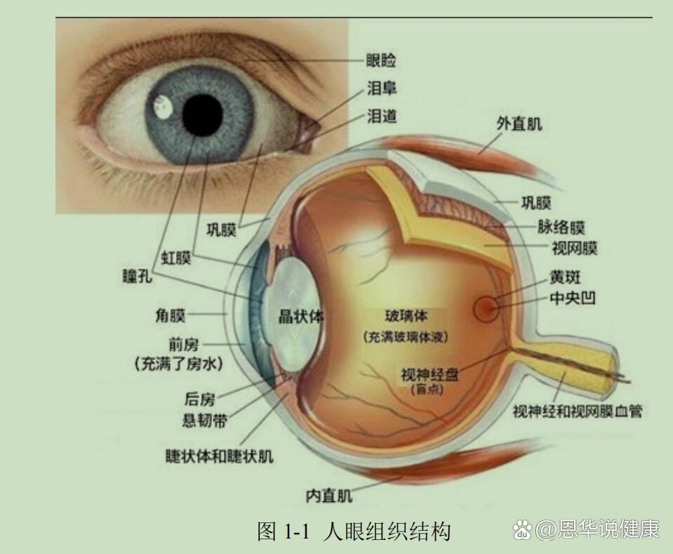 750度近视未来富婆科普篇